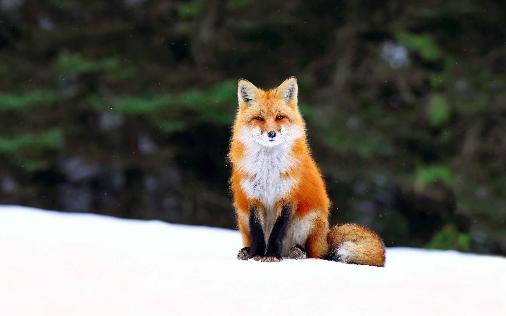 Обои снег, мордочка, взгляд, лиса, хищник, лисица, хвост, snow, muzzle, loo...