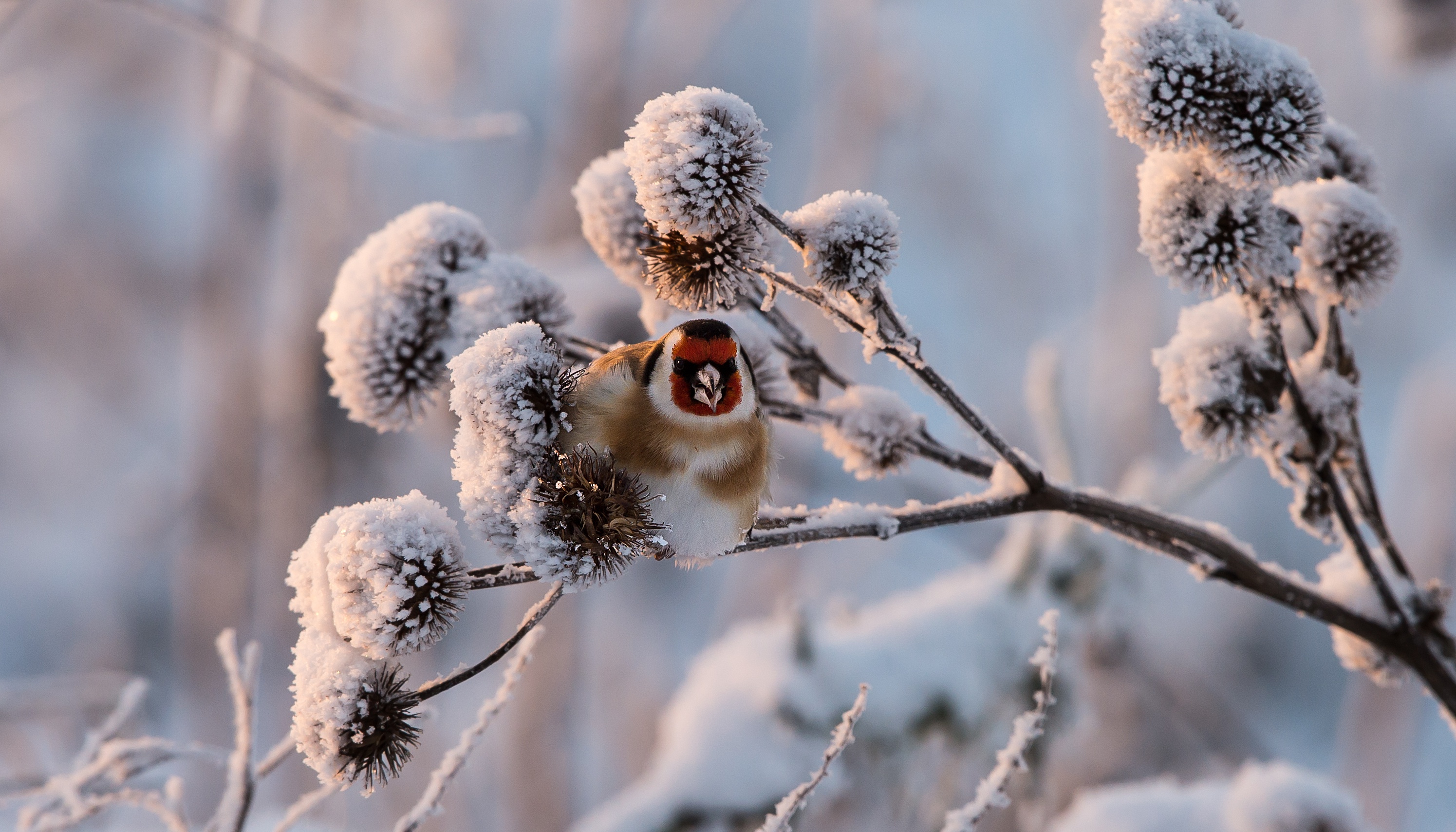 Обои снег, растения, зима, птица, щегол, snow, plants, winter, bird, goldfinch разрешение 2990x1708 Загрузить