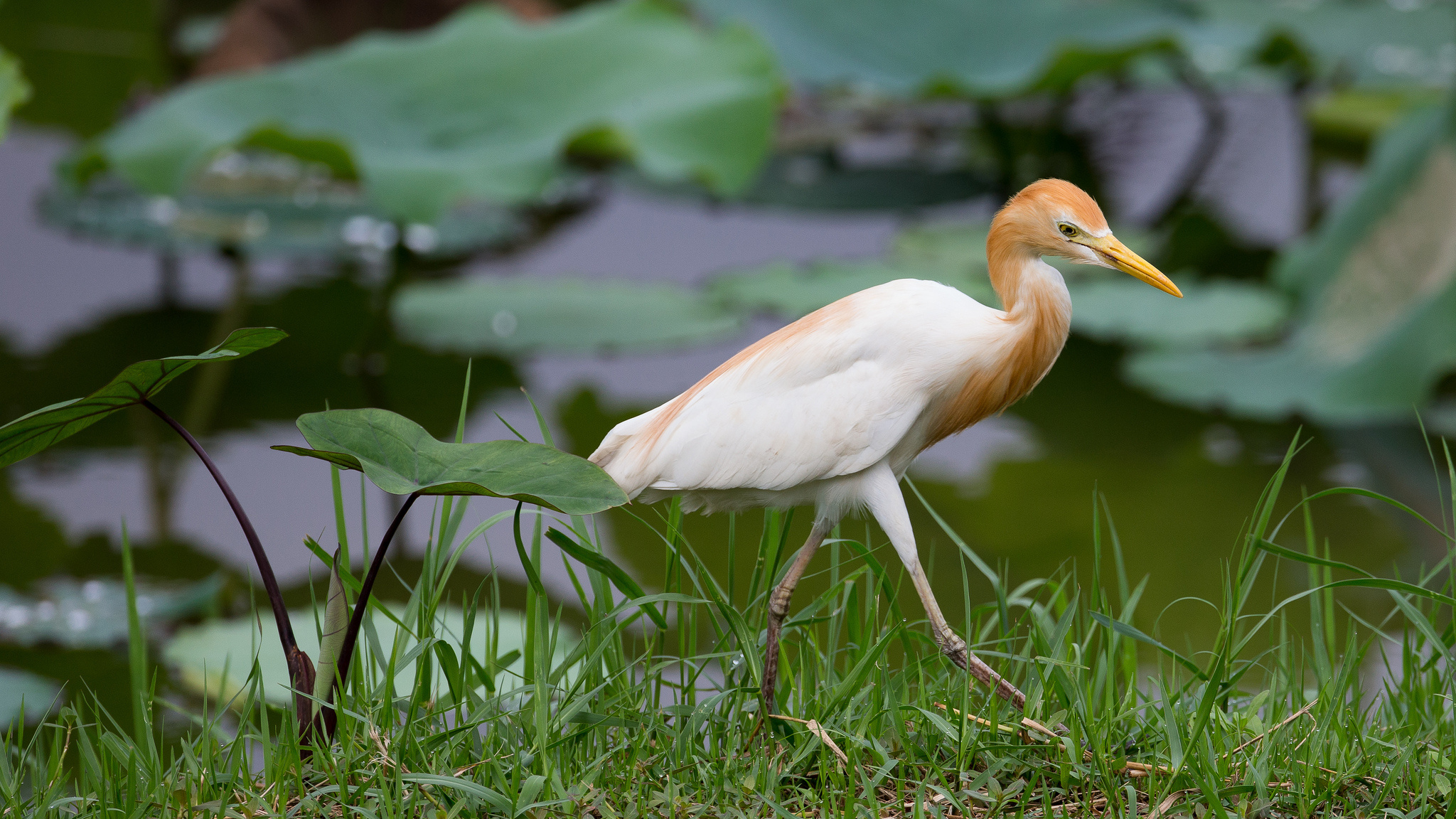 Обои трава, листья, птица, цапля, grass, leaves, bird, heron разрешение 2048x1152 Загрузить