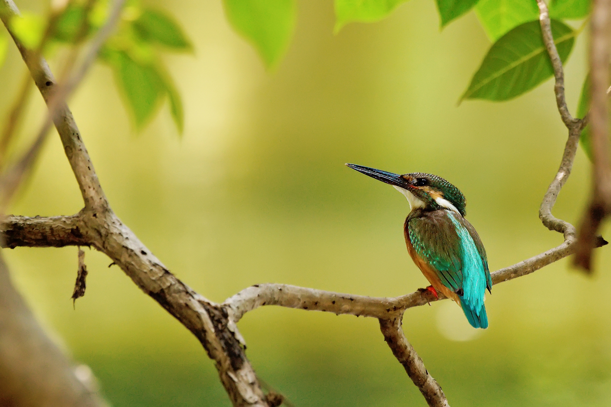 Обои ветка, дерево, листья, птица, клюв, перья, зимородок, branch, tree, leaves, bird, beak, feathers, kingfisher разрешение 2048x1365 Загрузить