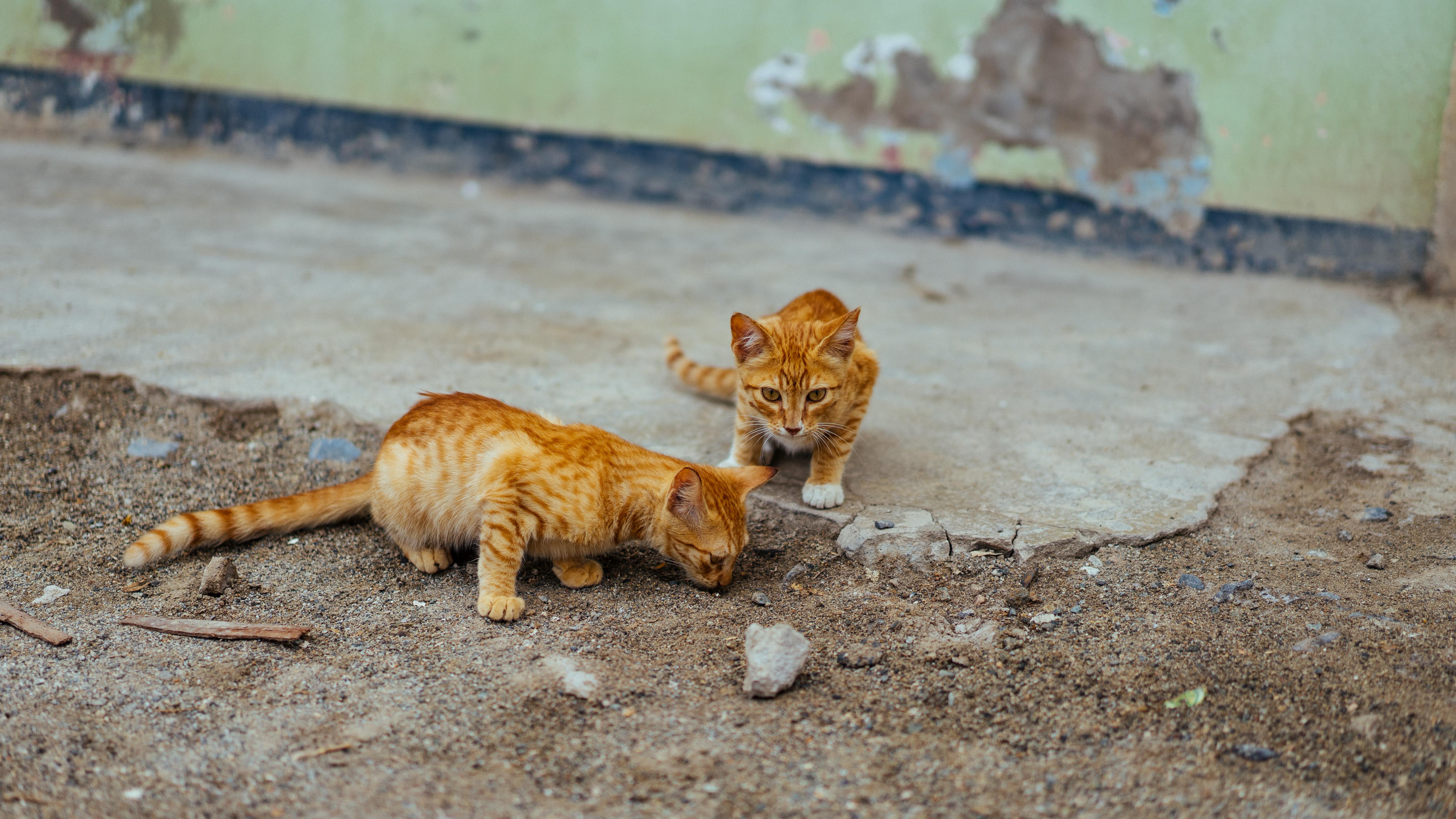 Обои улица, кошки, котята, рыжие, street, cats, kittens, red разрешение 5865x3300 Загрузить