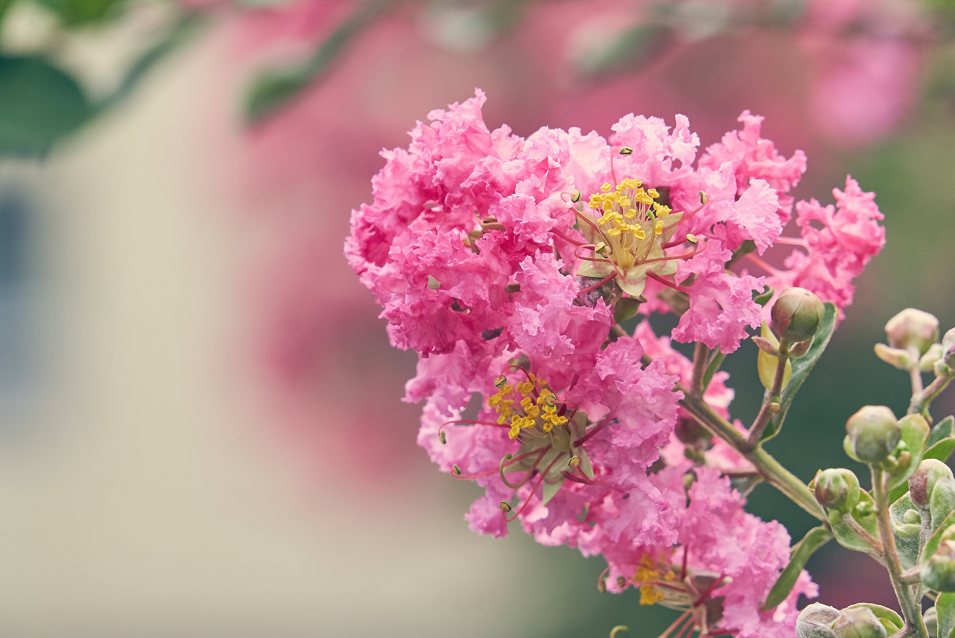 Обои цветение, цветок, размытость, розовые цветы, лагерстремия, flowering, flower, blur, pink flowers, lagerstroemia разрешение 3227x2155 Загрузить