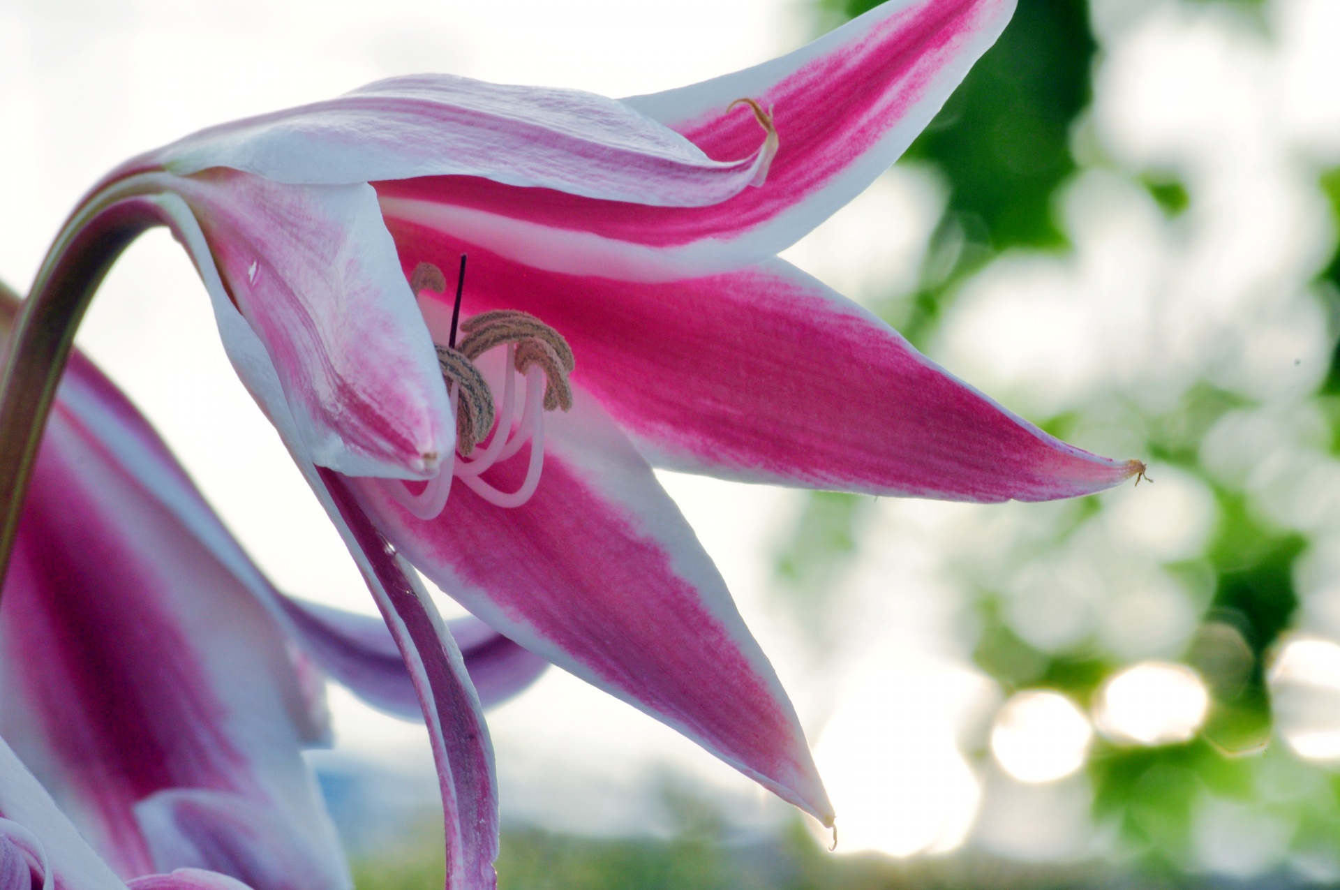 Обои цветы, лепестки, лилия, боке, flowers, petals, lily, bokeh разрешение 1920x1275 Загрузить