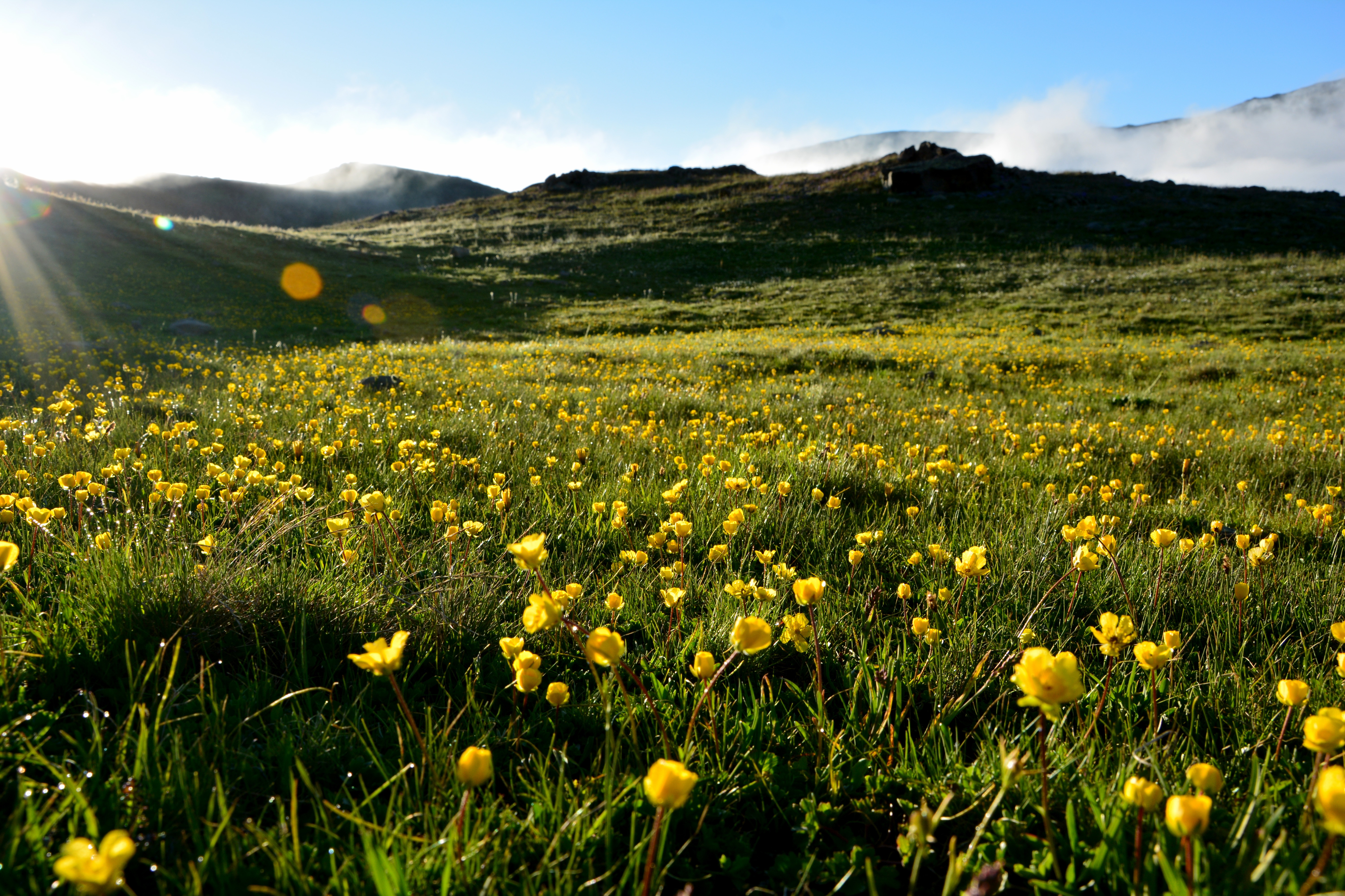 Обои небо, трава, холмы, пейзаж, лето, луг, желтые цветы, the sky, grass, hills, landscape, summer, meadow, yellow flowers разрешение 6000x4000 Загрузить