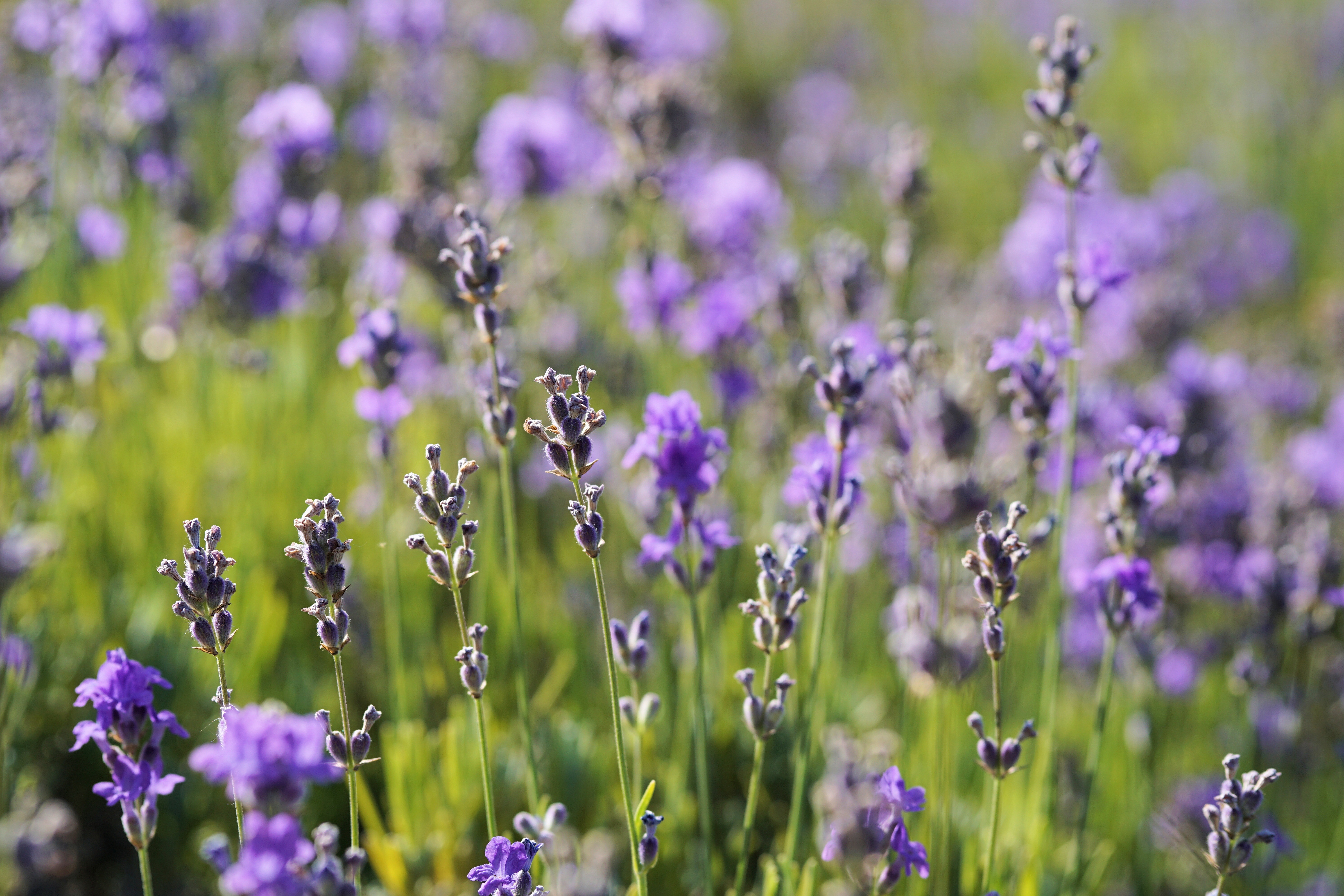 Обои цветы, растения, лаванда, луг, flowers, plants, lavender, meadow разрешение 6000x4000 Загрузить