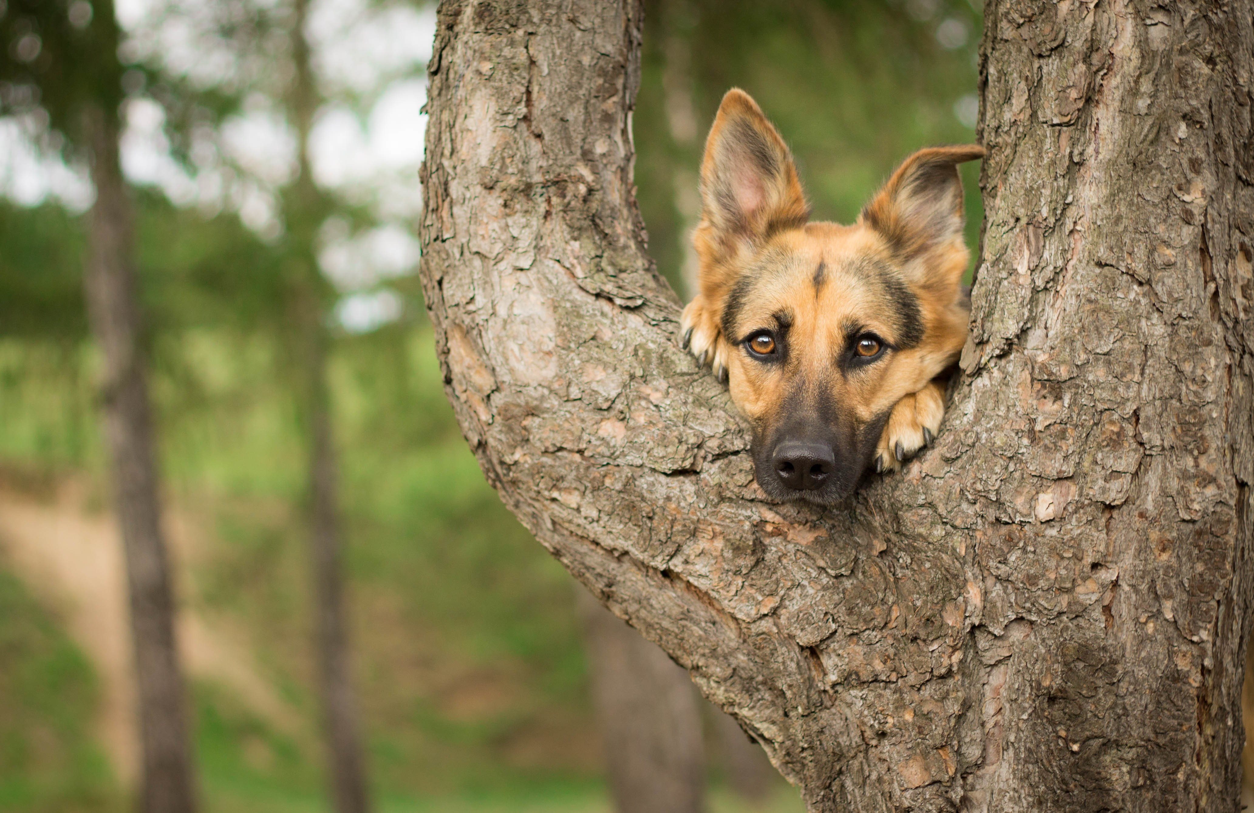 Обои дерево, мордочка, взгляд, собака, немецкая овчарка, tree, muzzle, look, dog, german shepherd разрешение 4130x2678 Загрузить