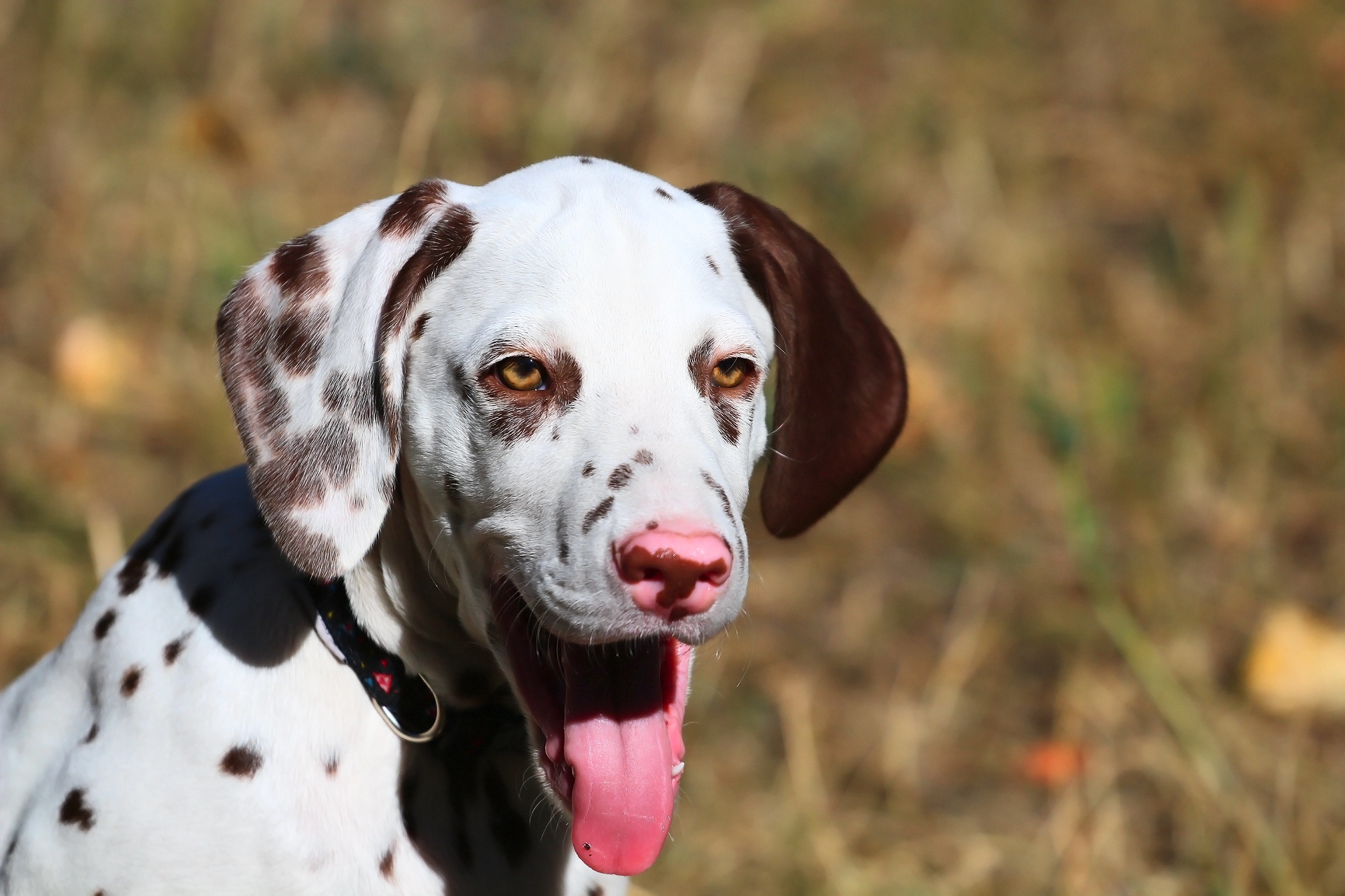 Обои фон, собака, щенок, далматин, друг, ошейник, язык, background, dog, puppy, dalmatian, each, collar, language разрешение 1920x1280 Загрузить