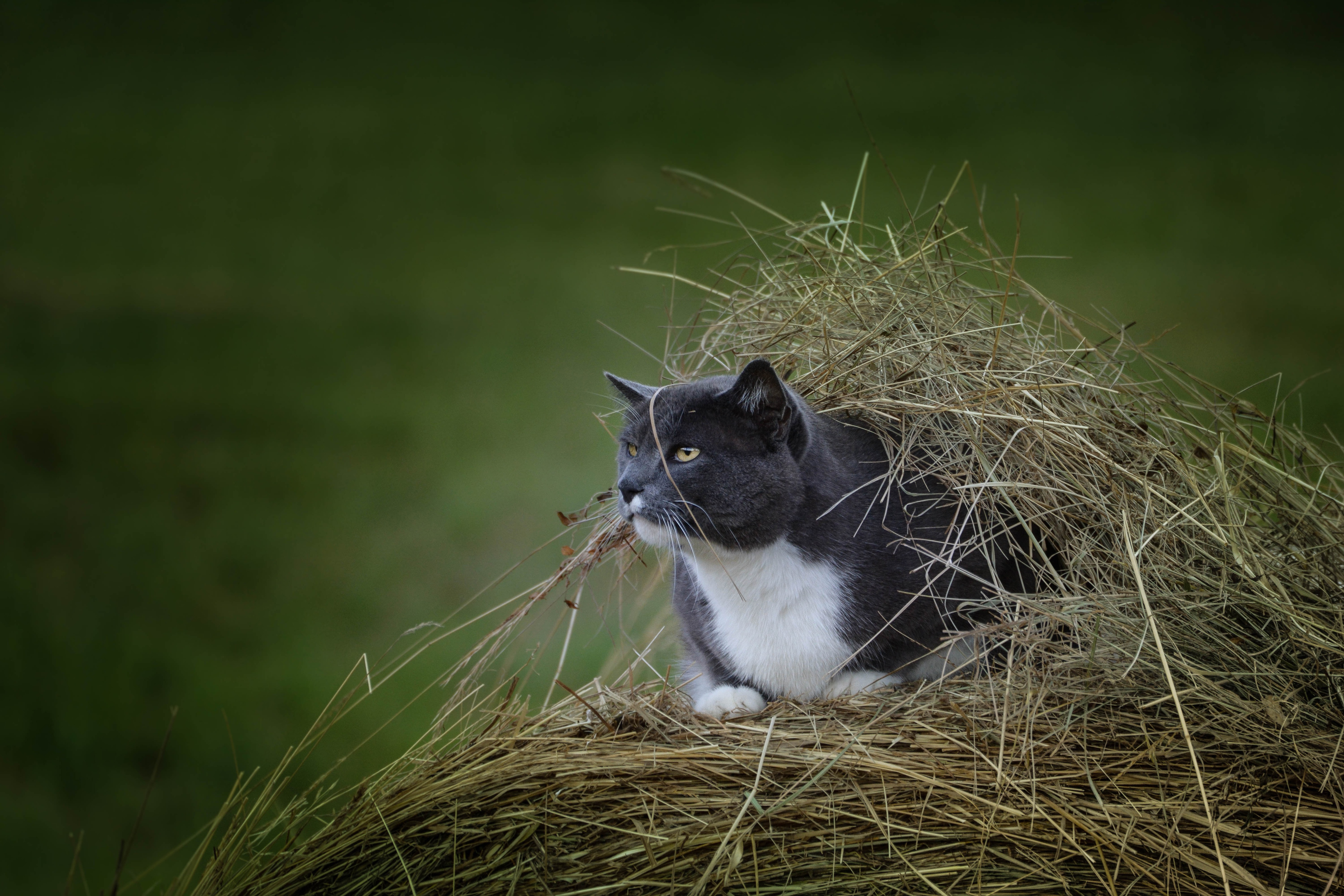 Обои кот, мордочка, усы, сено, кошка, взгляд, стог, cat, muzzle, mustache, hay, look, stack разрешение 4500x3000 Загрузить