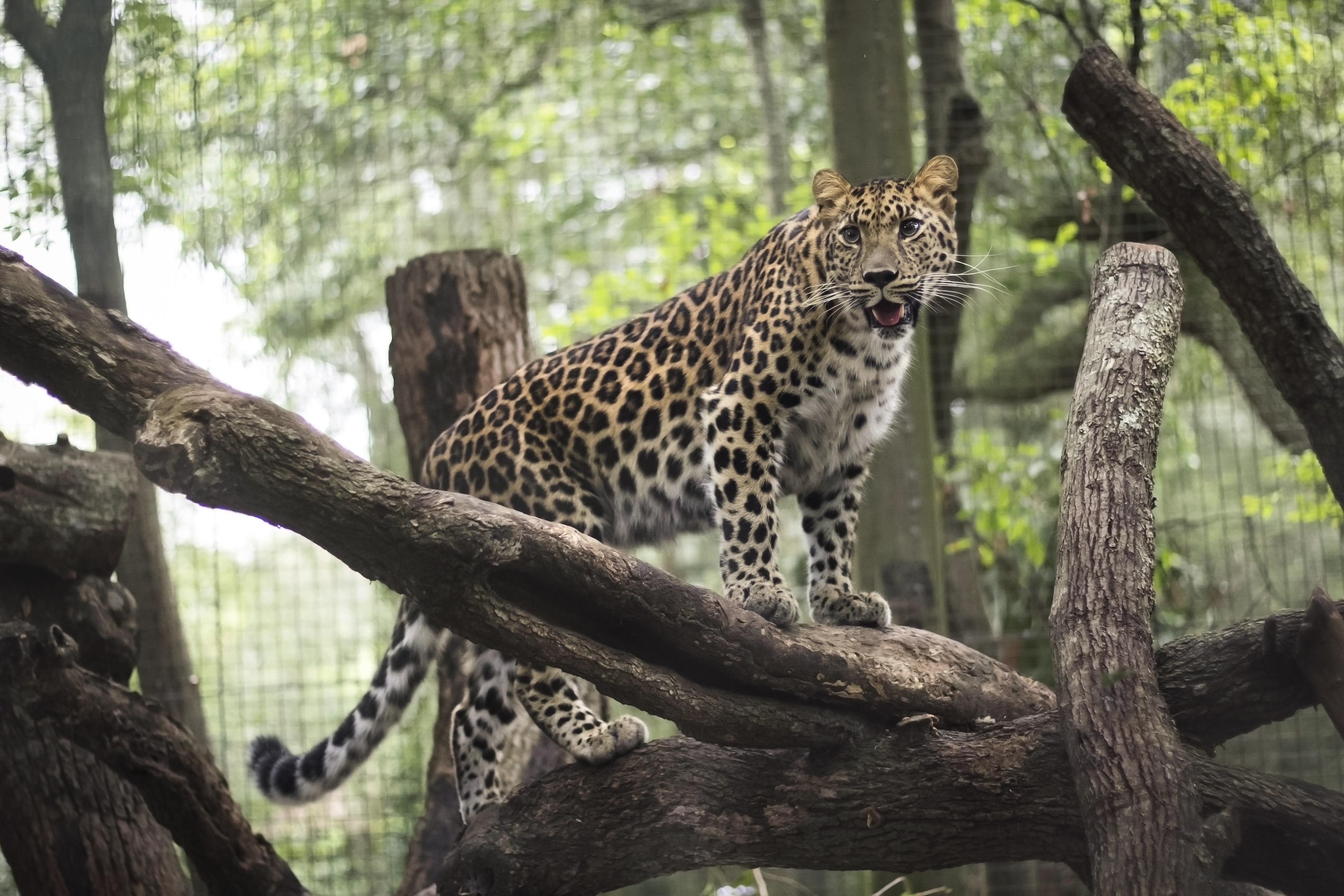 Обои леопард, хищник, животное, зоопарк, дикая кошка, leopard, predator, animal, zoo, wild cat разрешение 3888x2592 Загрузить