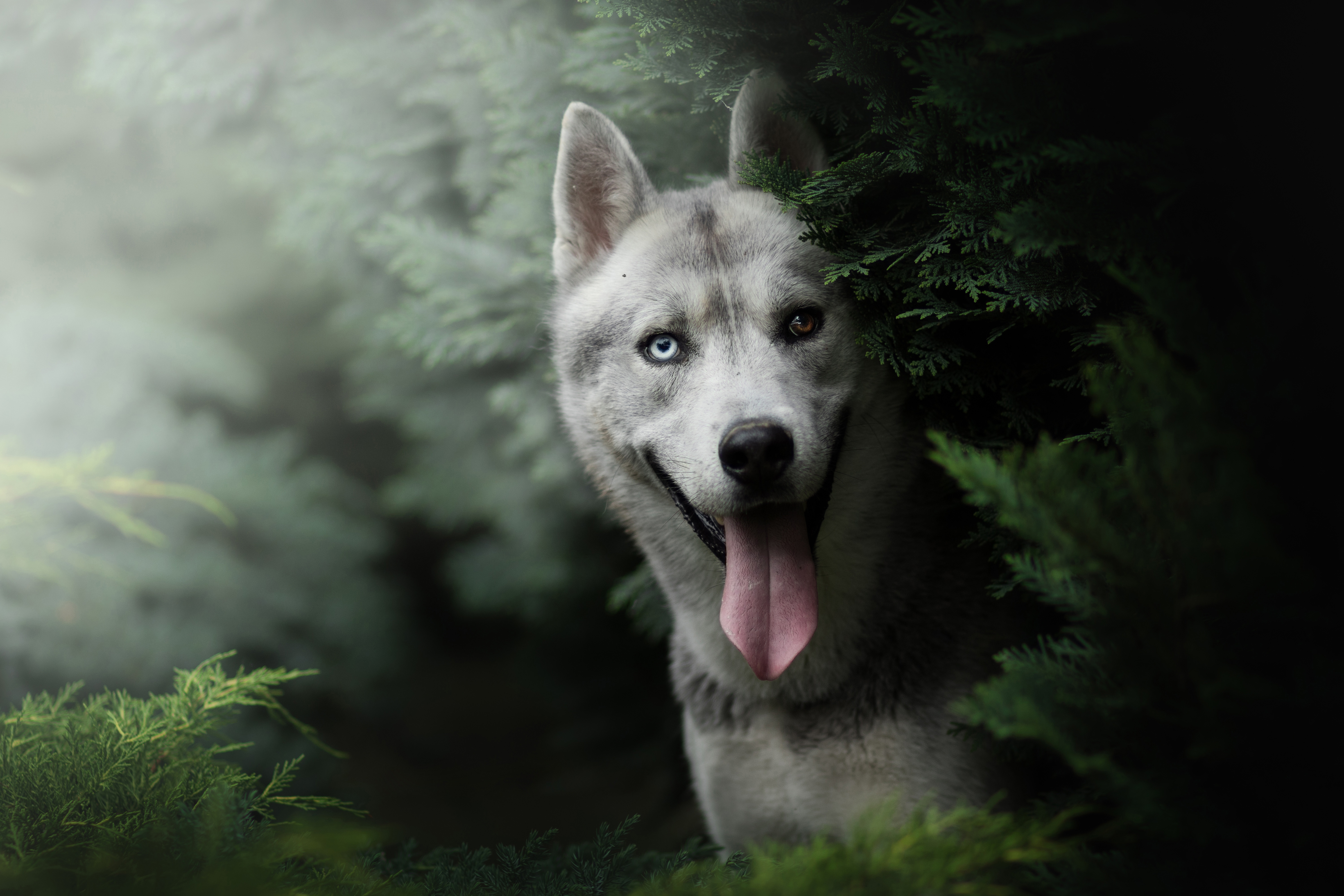 Обои морда, природа, кусты, собака, хаски, язык, боке, face, nature, the bushes, dog, husky, language, bokeh разрешение 6000x4000 Загрузить