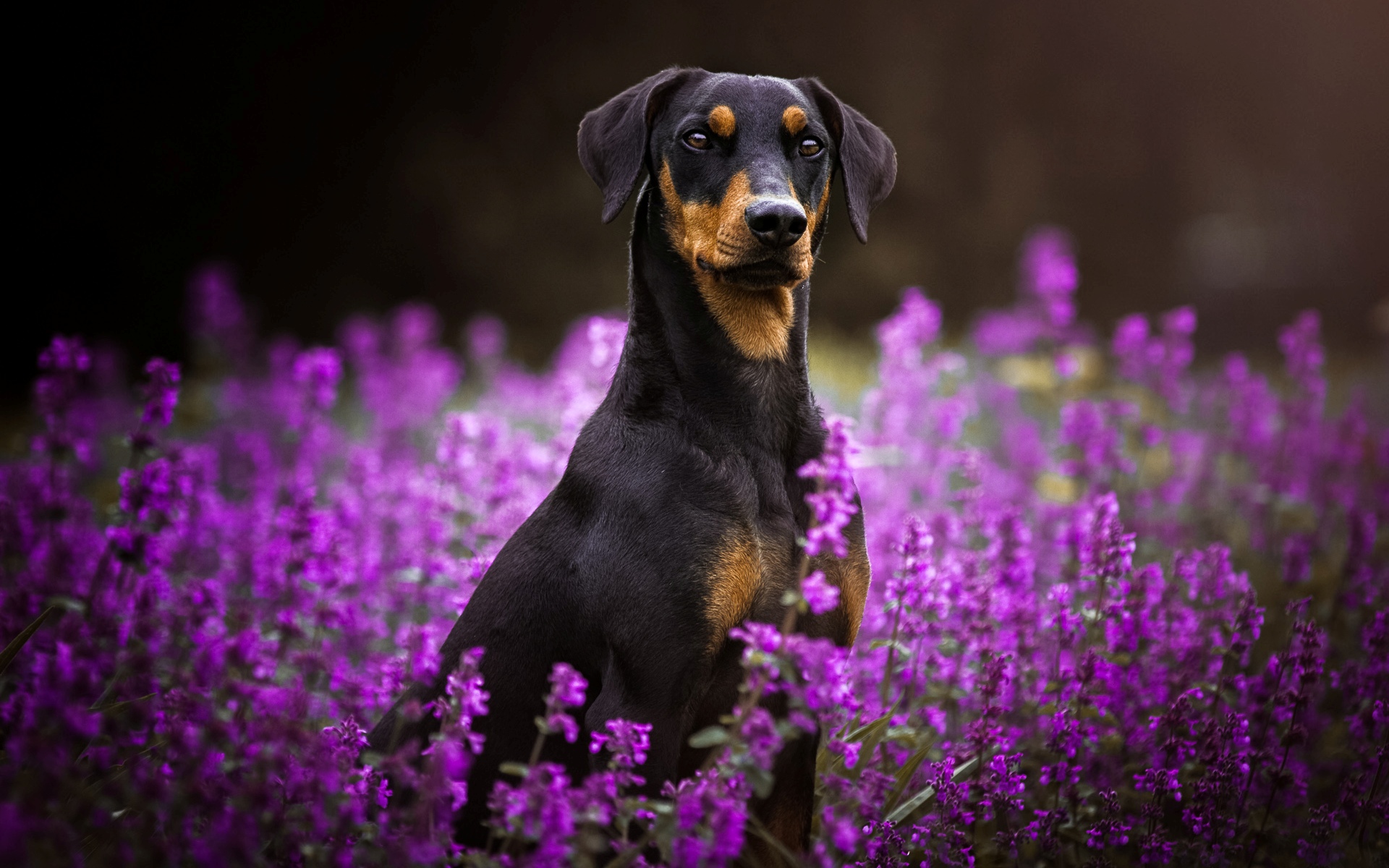 Обои цветы, мордочка, взгляд, собака, пинчер, flowers, muzzle, look, dog, pinscher разрешение 1920x1200 Загрузить