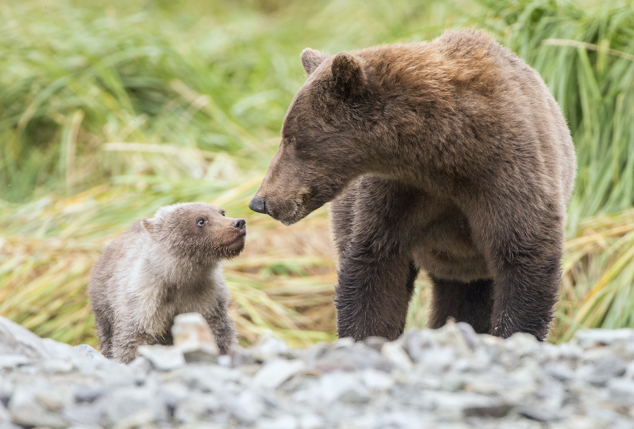 Обои трава, природа, мама, малыш, медведи, grass, nature, mom, baby, bears разрешение 2048x1386 Загрузить