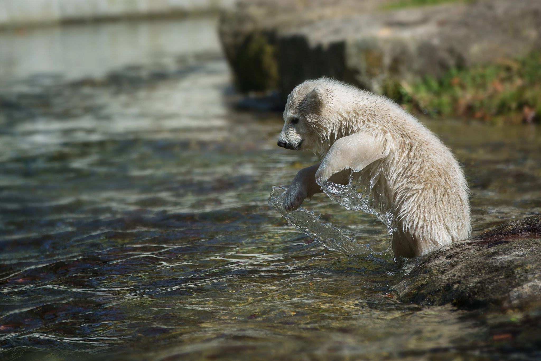 Обои вода, камни, животное, белый медведь, детеныш, медвежонок, умка, anja ellinger, water, stones, animal, polar bear, cub, bear, umka разрешение 2048x1365 Загрузить