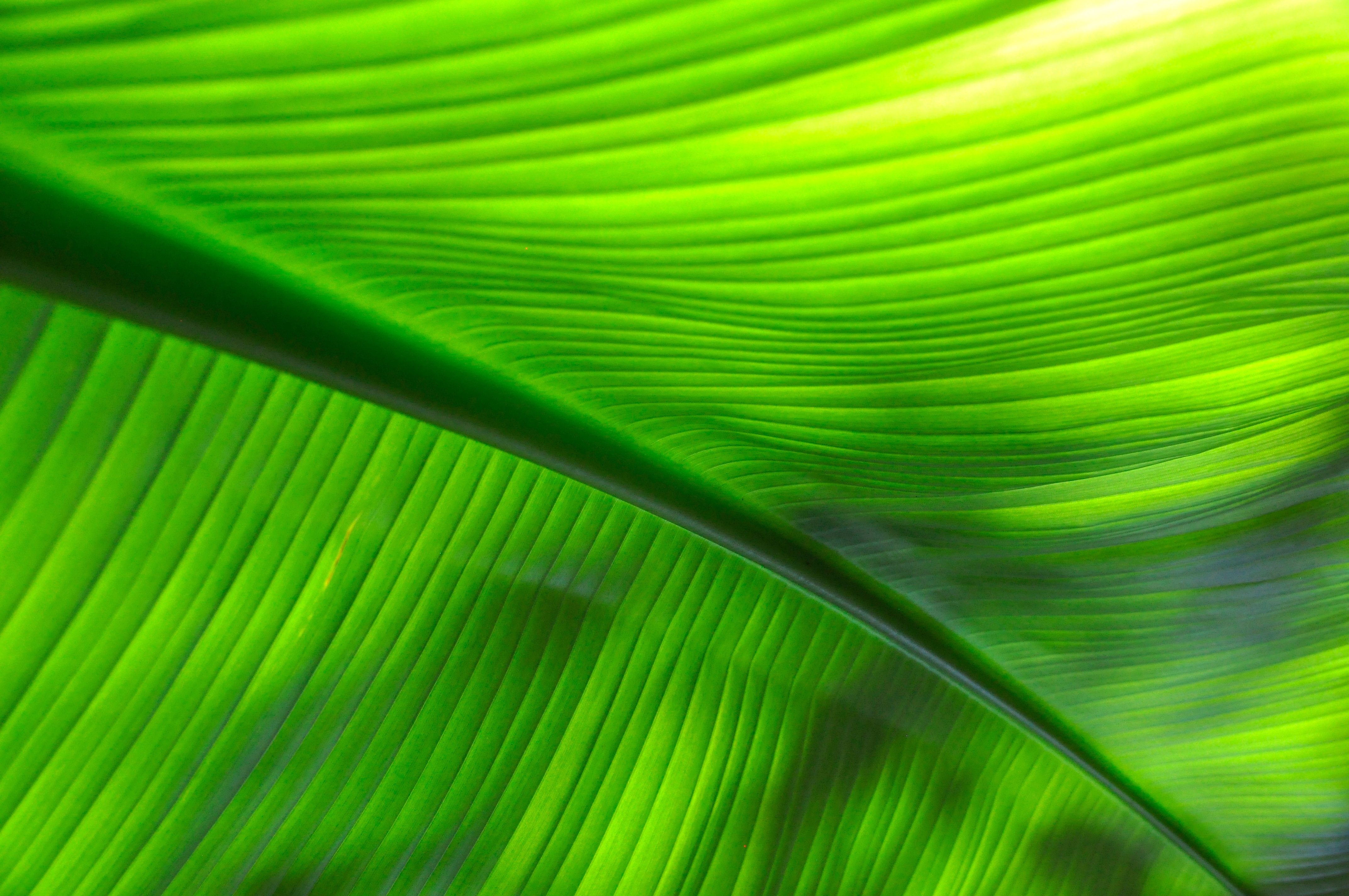 Обои макро, лист, прожилки, жилки, листик, close up, macro, sheet, veins, leaf разрешение 4288x2848 Загрузить