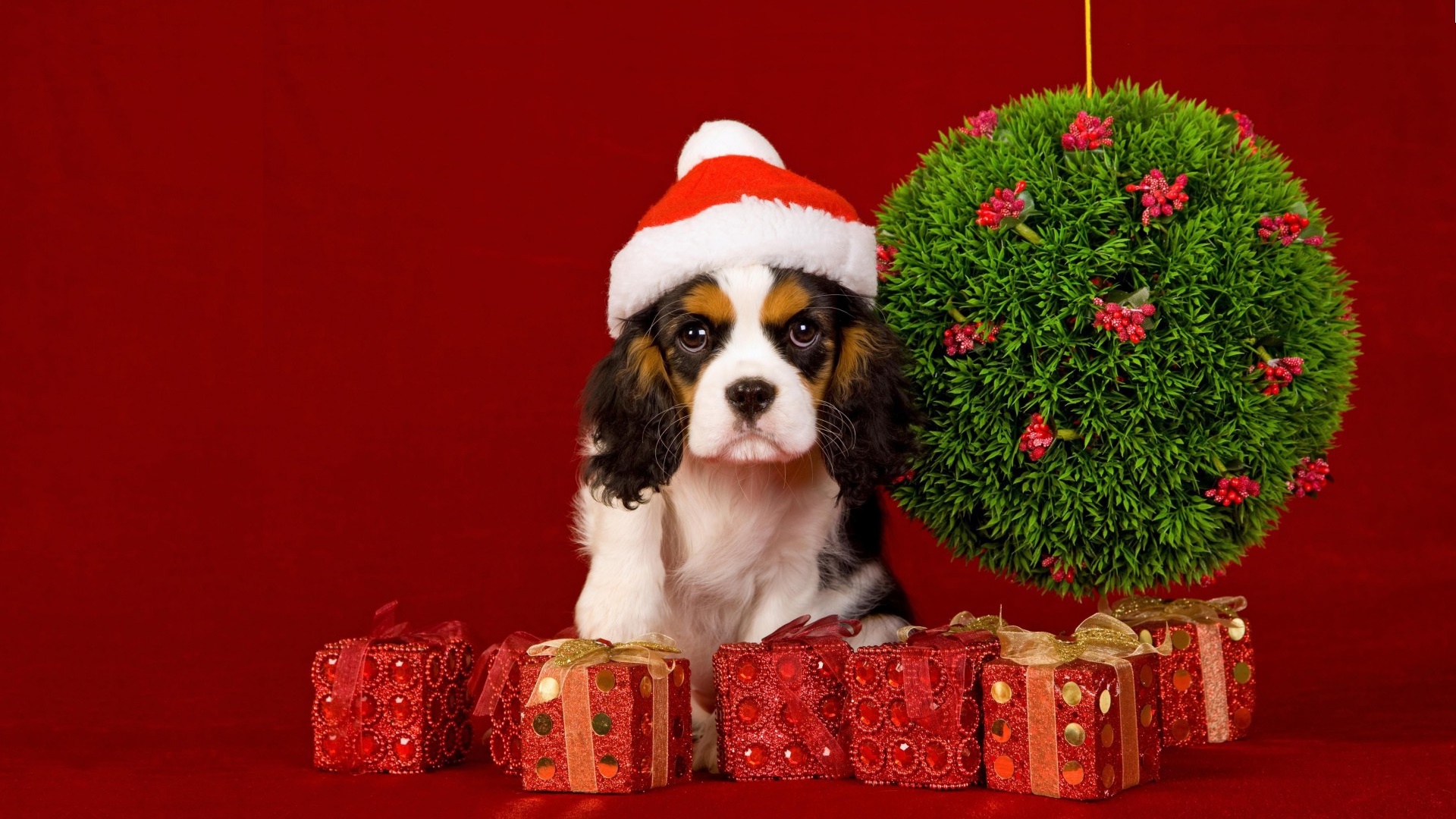Обои мордочка, взгляд, подарки, собака, щенок, праздник, 2018, красный фон, кавалер-кинг-чарльз-спаниель, cavalier-king-charles-spaniel, muzzle, look, gifts, dog, puppy, holiday, red background разрешение 1920x1080 Загрузить