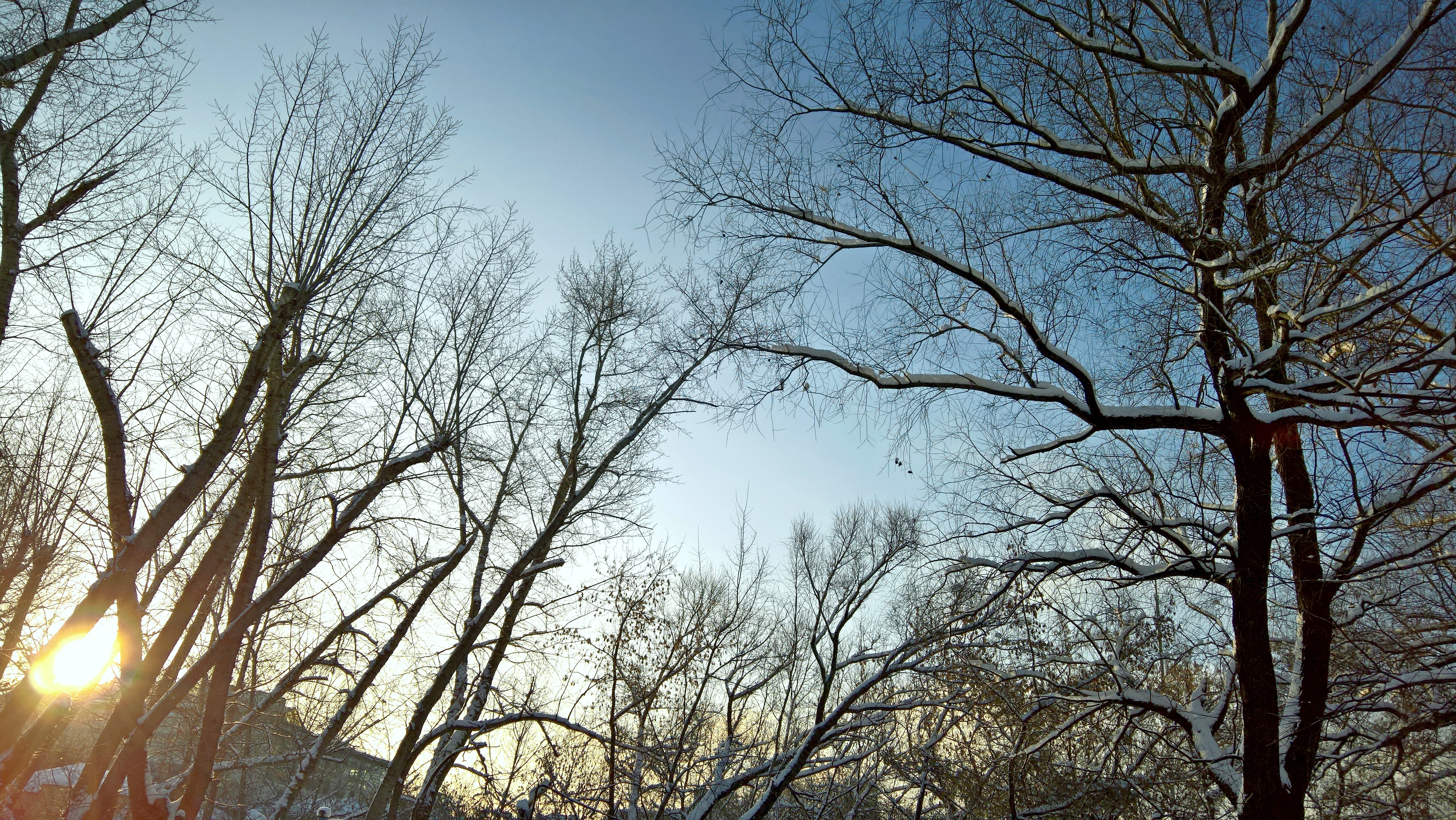 Обои небо, деревья, солнце, снег, природа, зима, утро, ветви, the sky, trees, the sun, snow, nature, winter, morning, branch разрешение 5344x3008 Загрузить