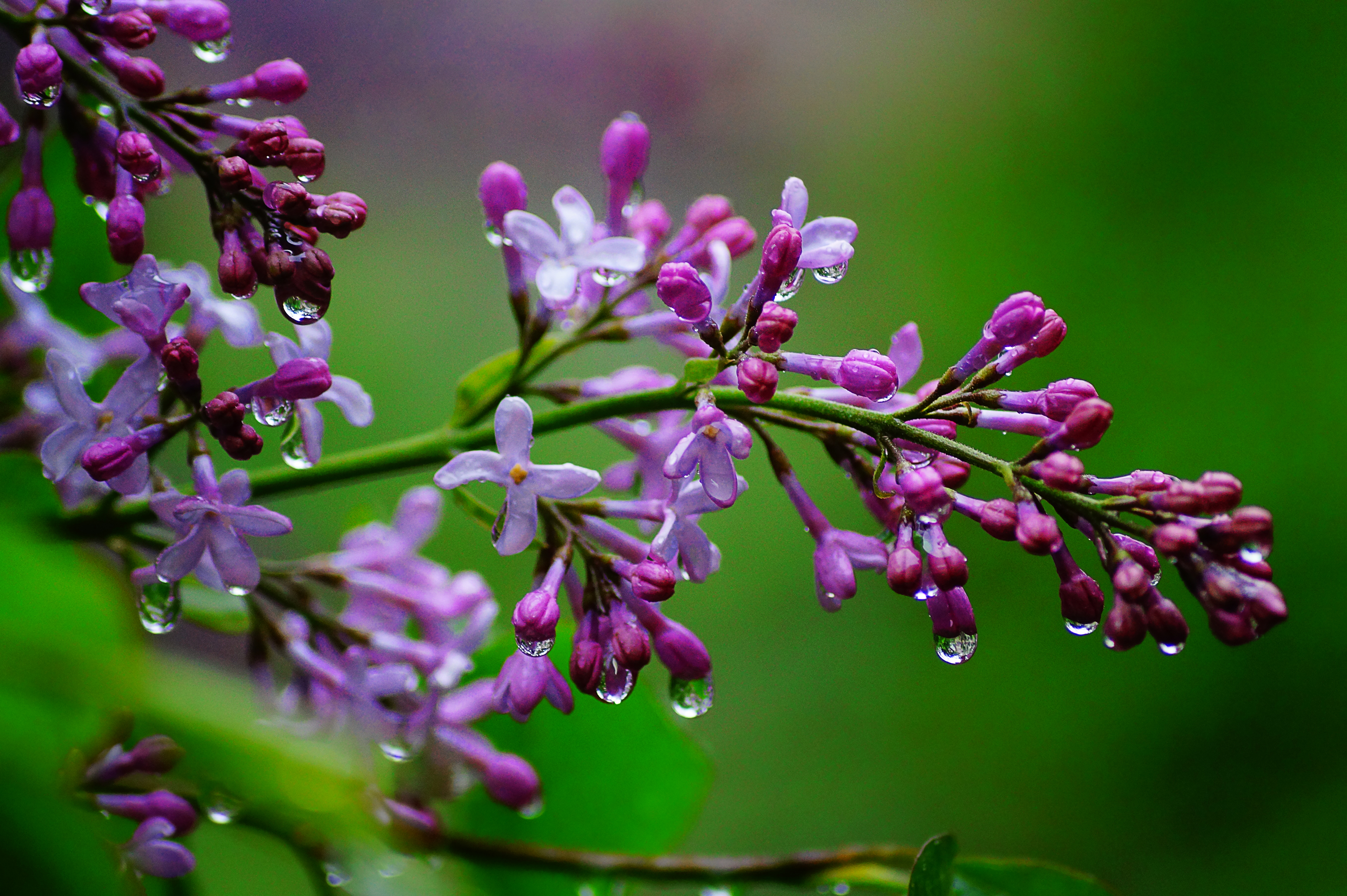 Обои цветы, ветка, природа, макро, капли, сирень, flowers, branch, nature, macro, drops, lilac разрешение 5456x3632 Загрузить