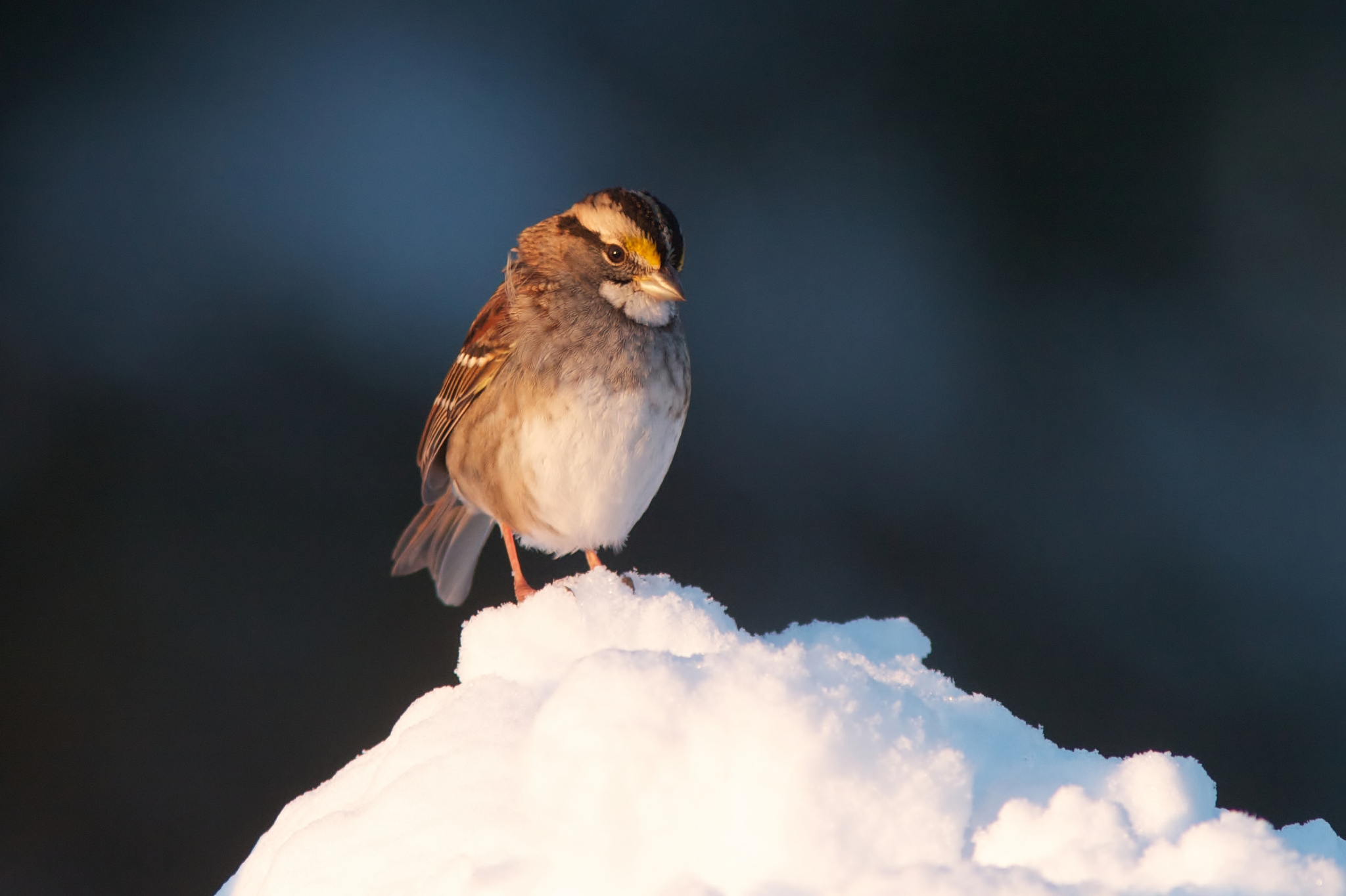 Обои снег, птица, клюв, воробей, перья, snow, bird, beak, sparrow, feathers разрешение 2048x1364 Загрузить