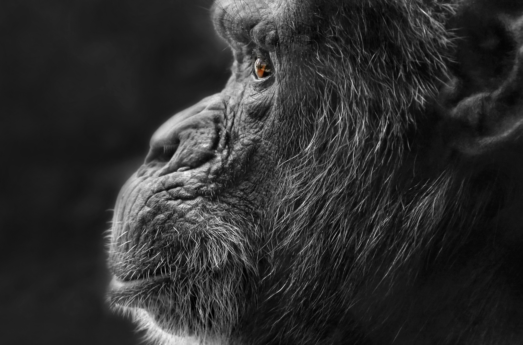 Обои природа, фон, чёрно-белое, профиль, обезьяна, горилла, nature, background, black and white, profile, monkey, gorilla разрешение 2048x1351 Загрузить