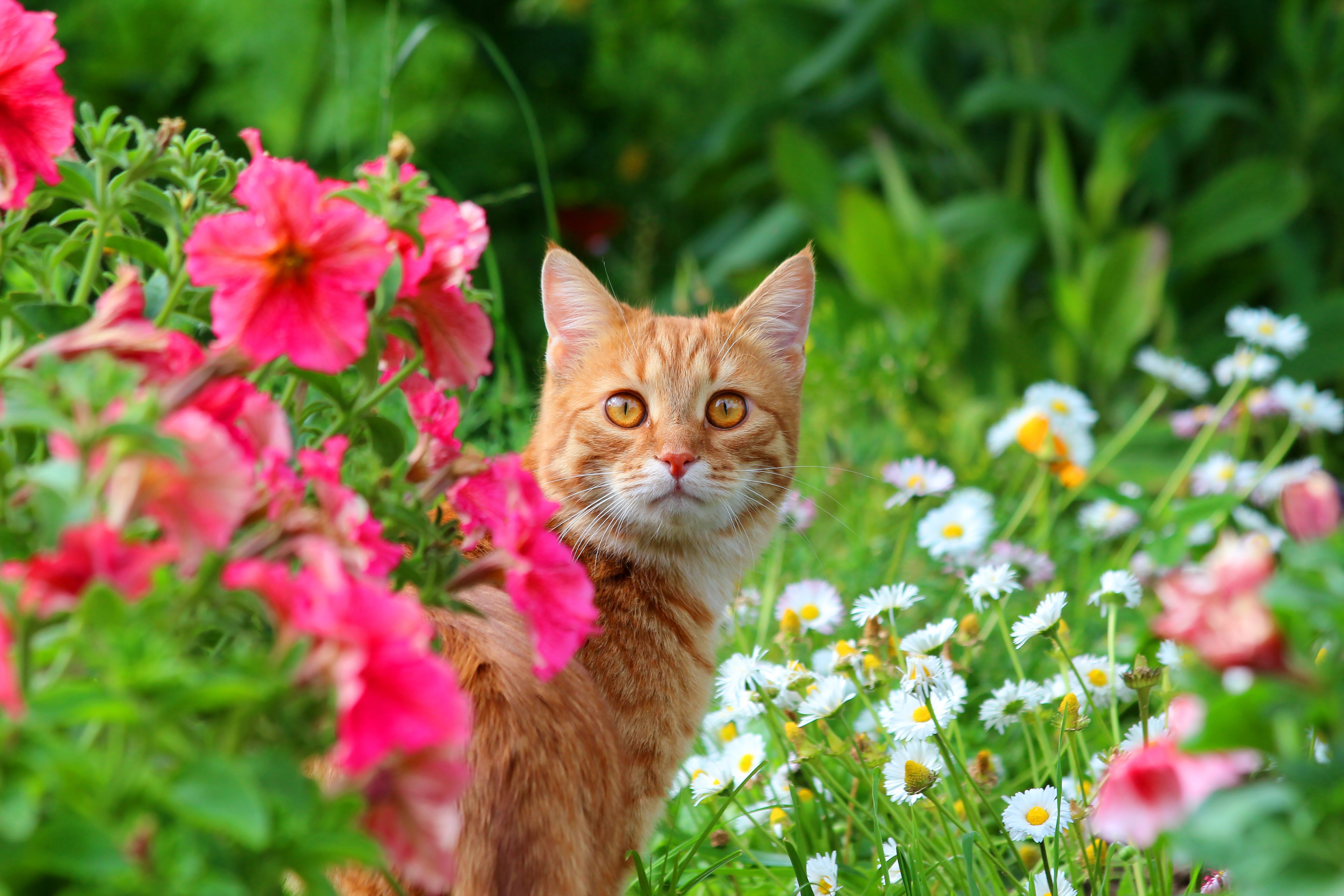 Кошачьи лета. Кот в цветах. Летний кот. Лето животные. Котики лето.