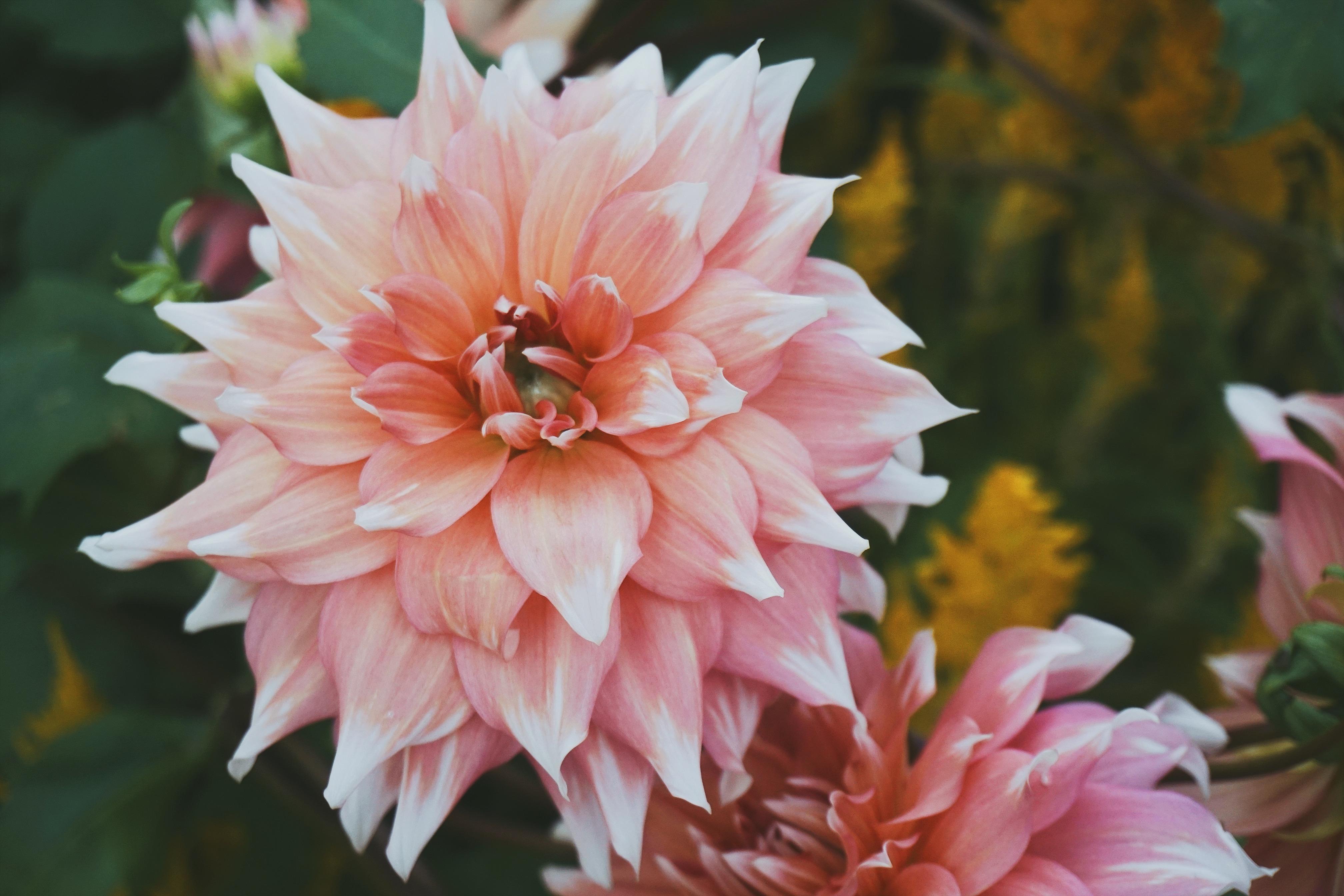 Обои цветы, лепестки, крупным планом, георгины, flowers, petals, closeup, dahlias разрешение 4032x2688 Загрузить