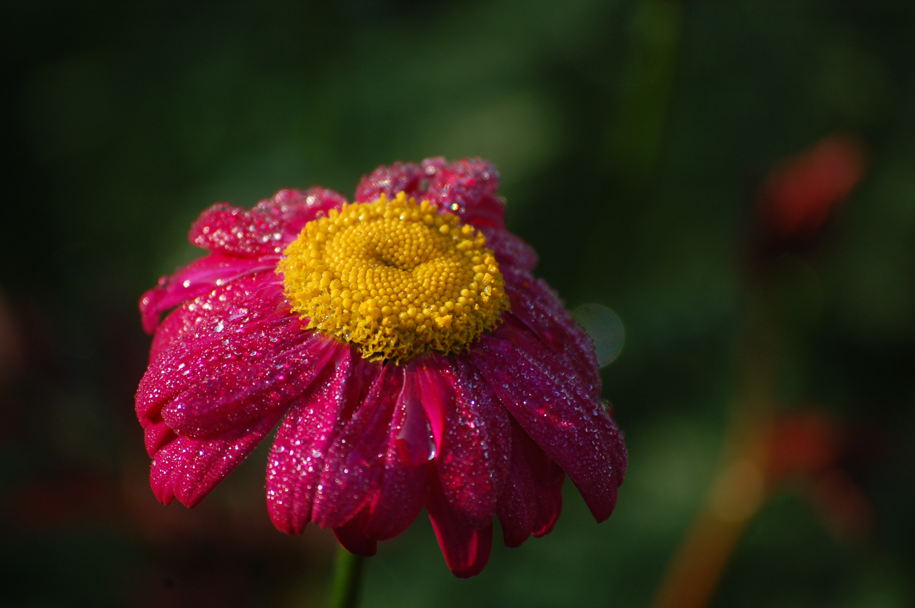 Обои цветок, капли, лепестки, ромашка, розовый, flower, drops, petals, daisy, pink разрешение 3008x2000 Загрузить