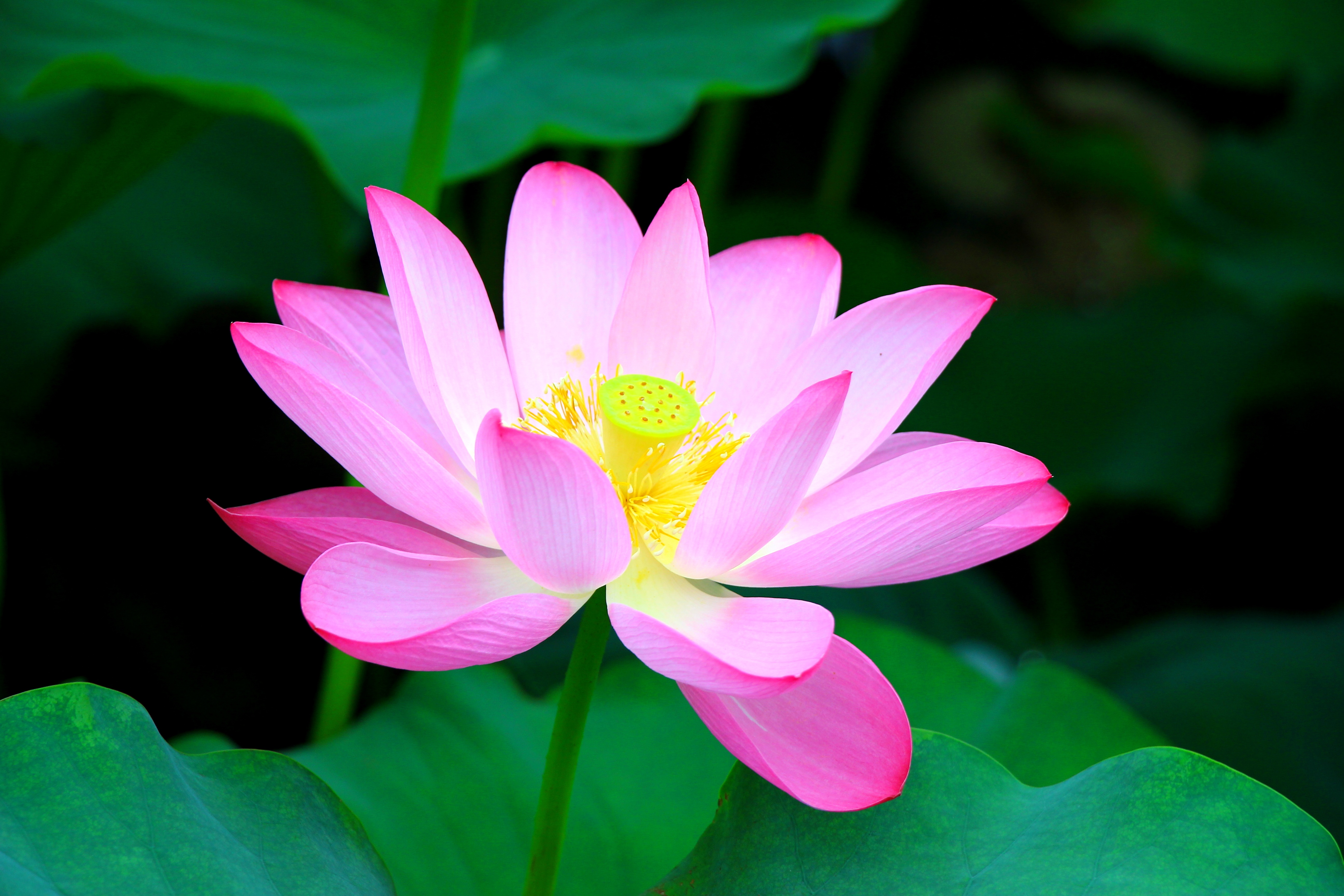 Обои листья, цветок, лепестки, лотос, розовый, leaves, flower, petals, lotus, pink разрешение 5184x3456 Загрузить