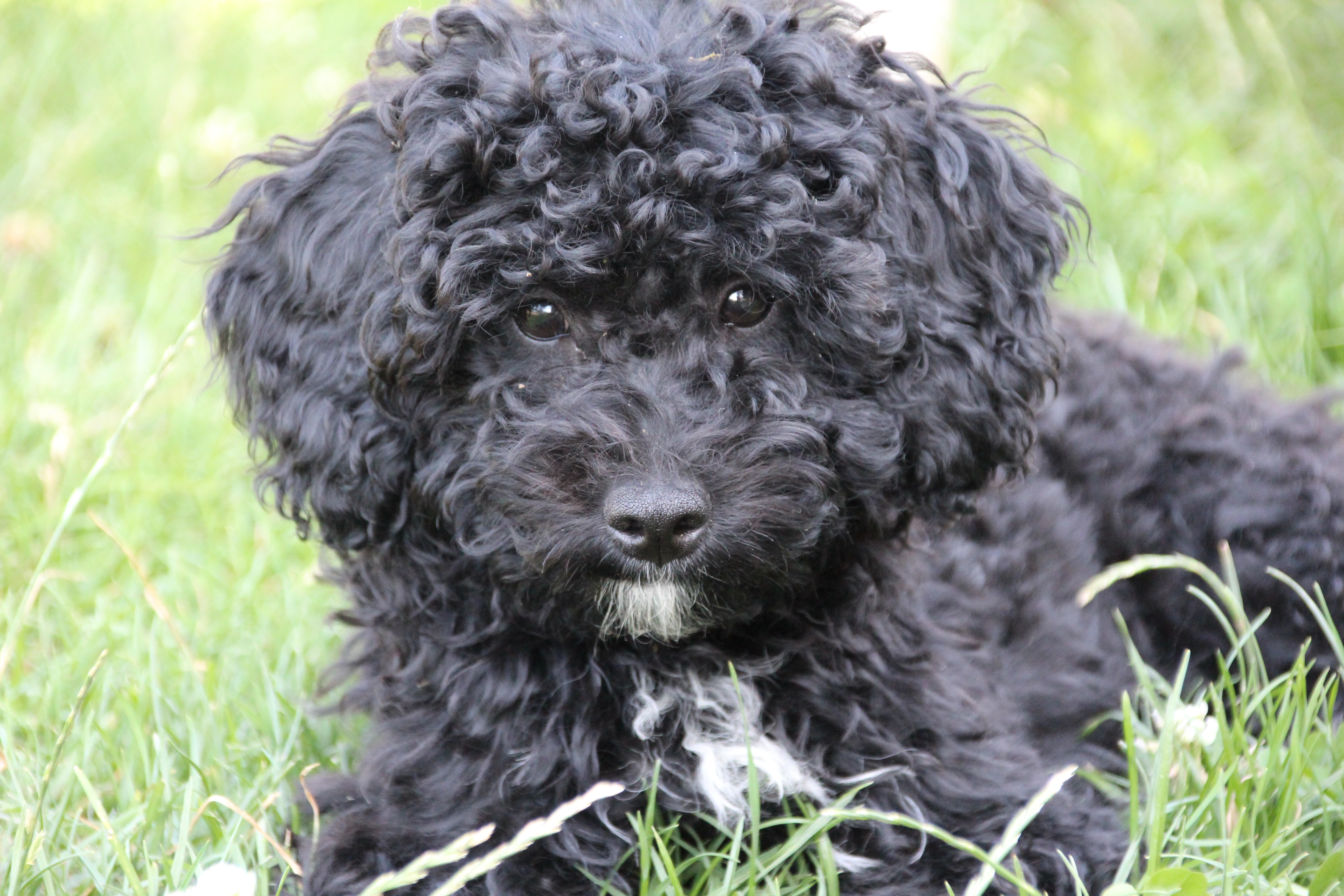 Обои трава, мордочка, взгляд, пушистый, черный, собака, щенок, пудель, grass, muzzle, look, fluffy, black, dog, puppy, poodle разрешение 5184x3456 Загрузить
