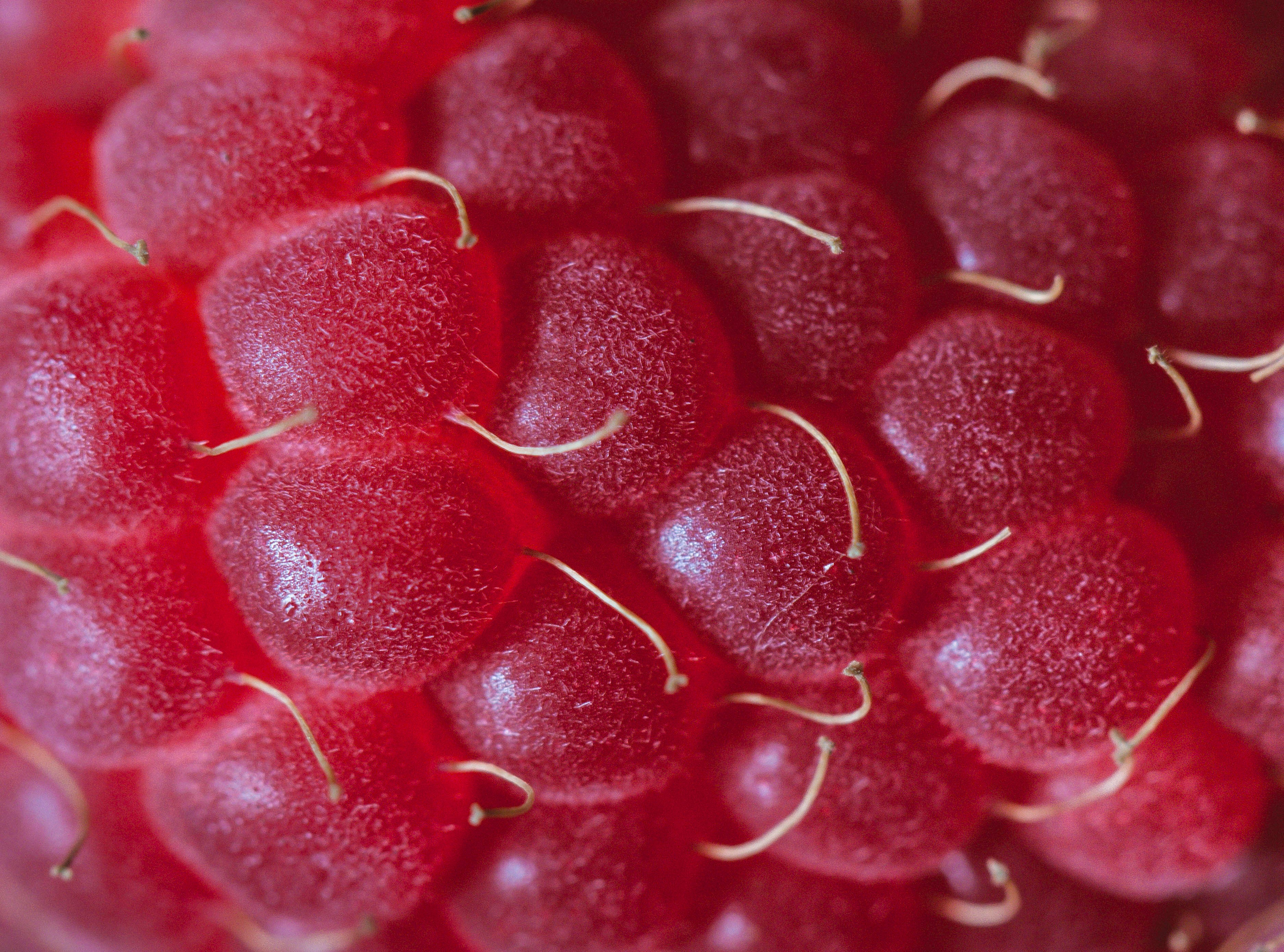 Обои малина, ягода, крупным планом, raspberry, berry, closeup разрешение 3749x2779 Загрузить