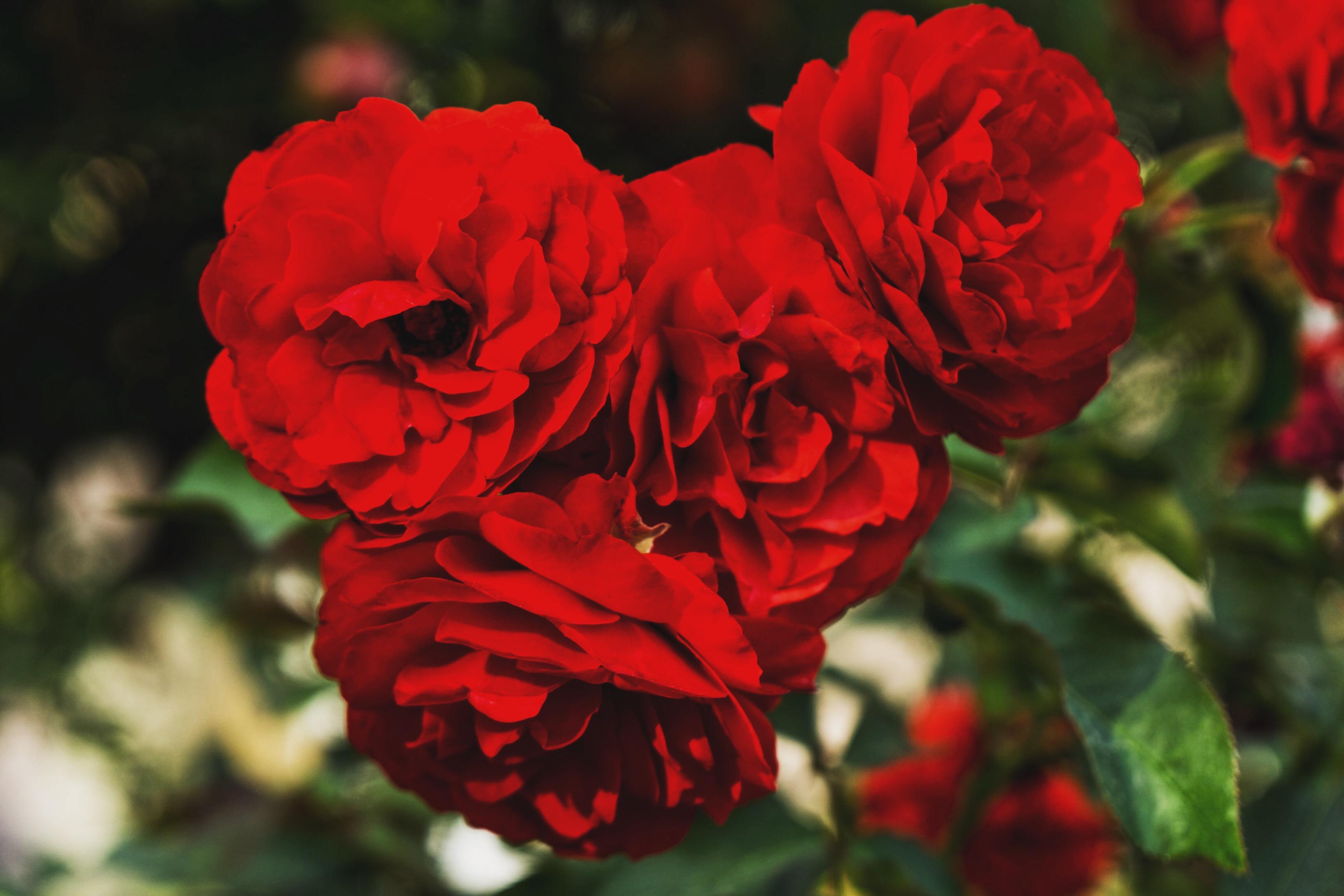 Обои цветы, бутоны, розы, лепестки, красные, flowers, buds, roses, petals, red разрешение 3264x2176 Загрузить
