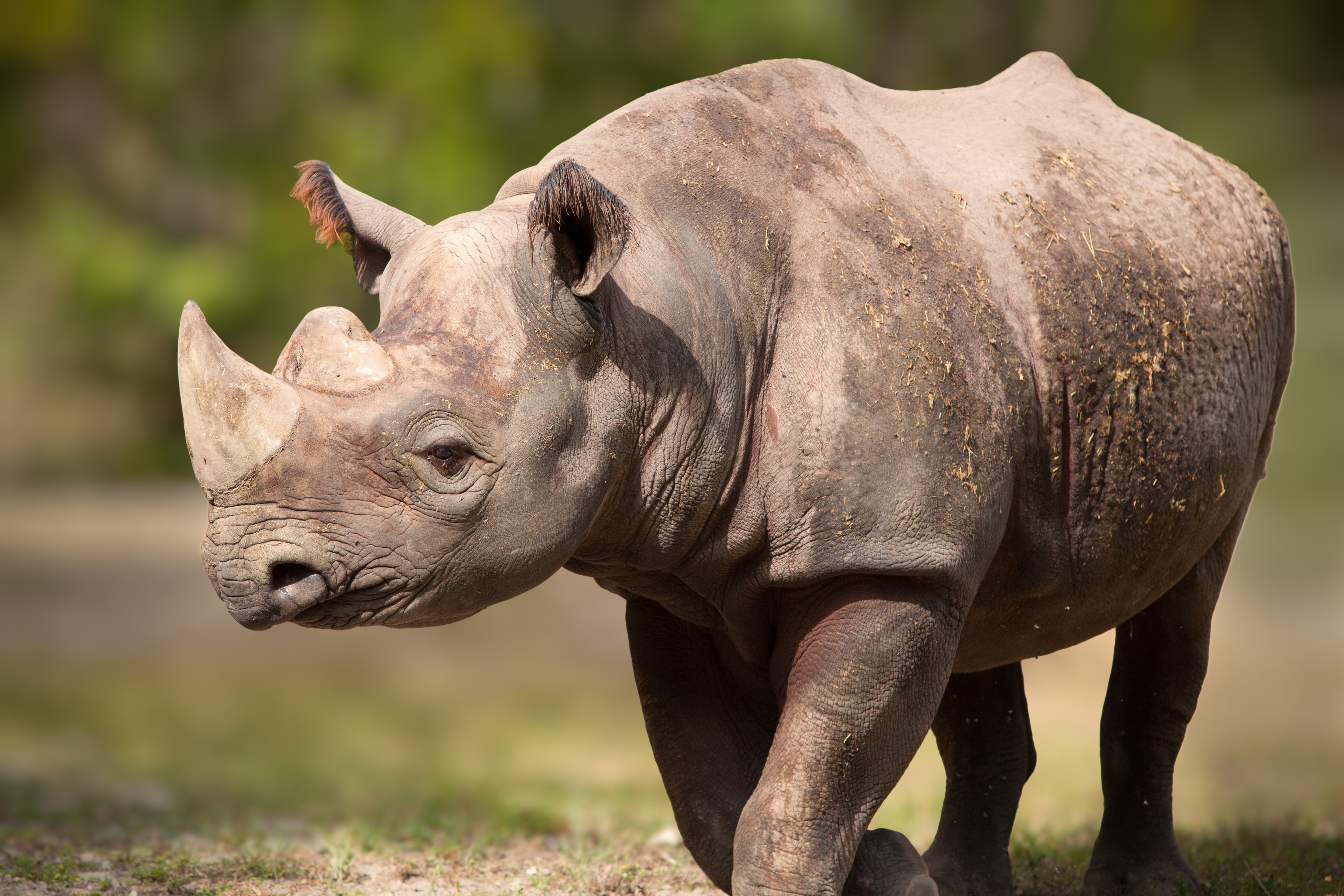 Обои поза, рога, носорог, pose, horns, rhino разрешение 5616x3744 Загрузить