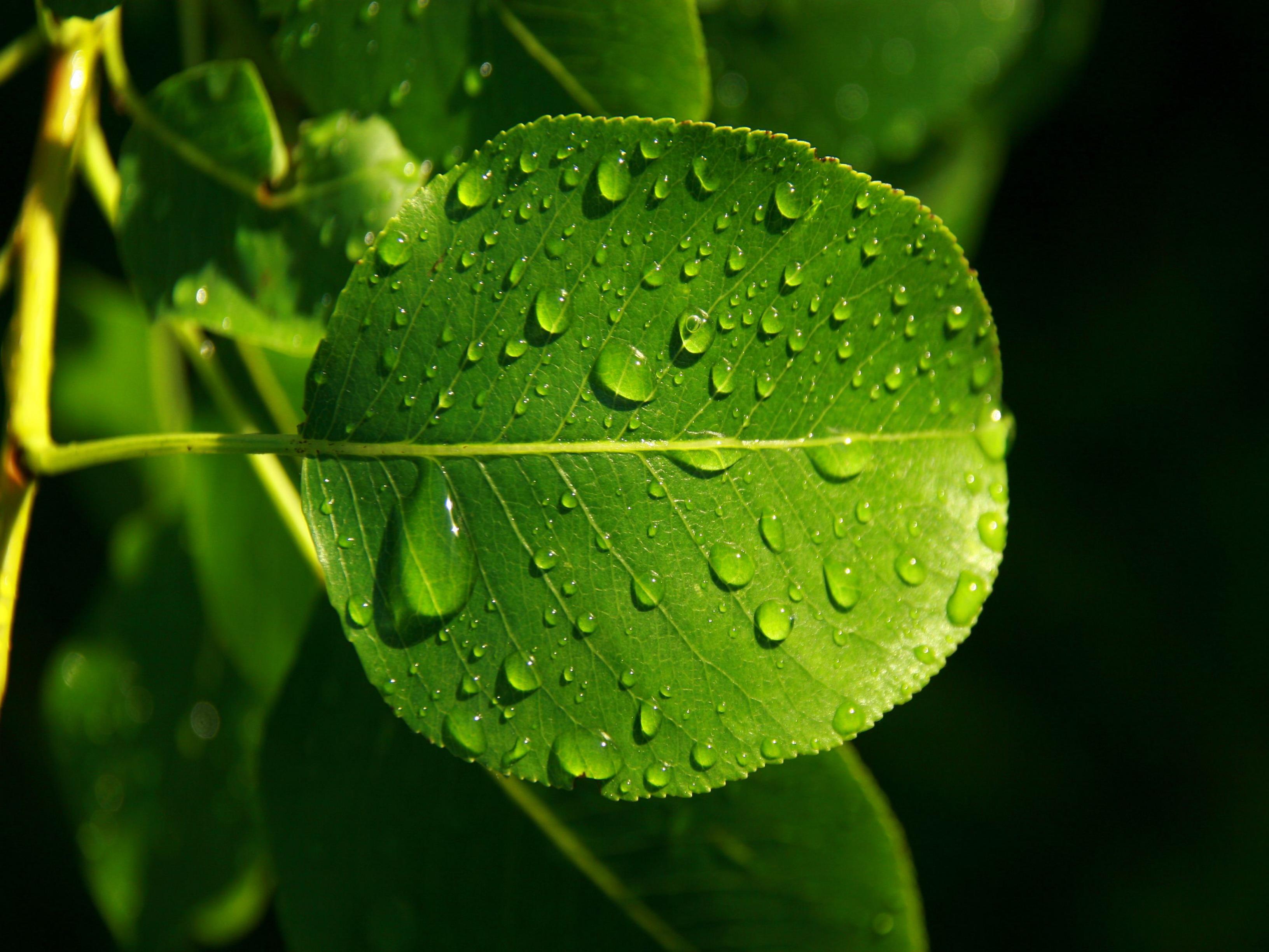 Обои листья, роса, капли, прожилки, leaves, rosa, drops, veins разрешение 3264x2448 Загрузить