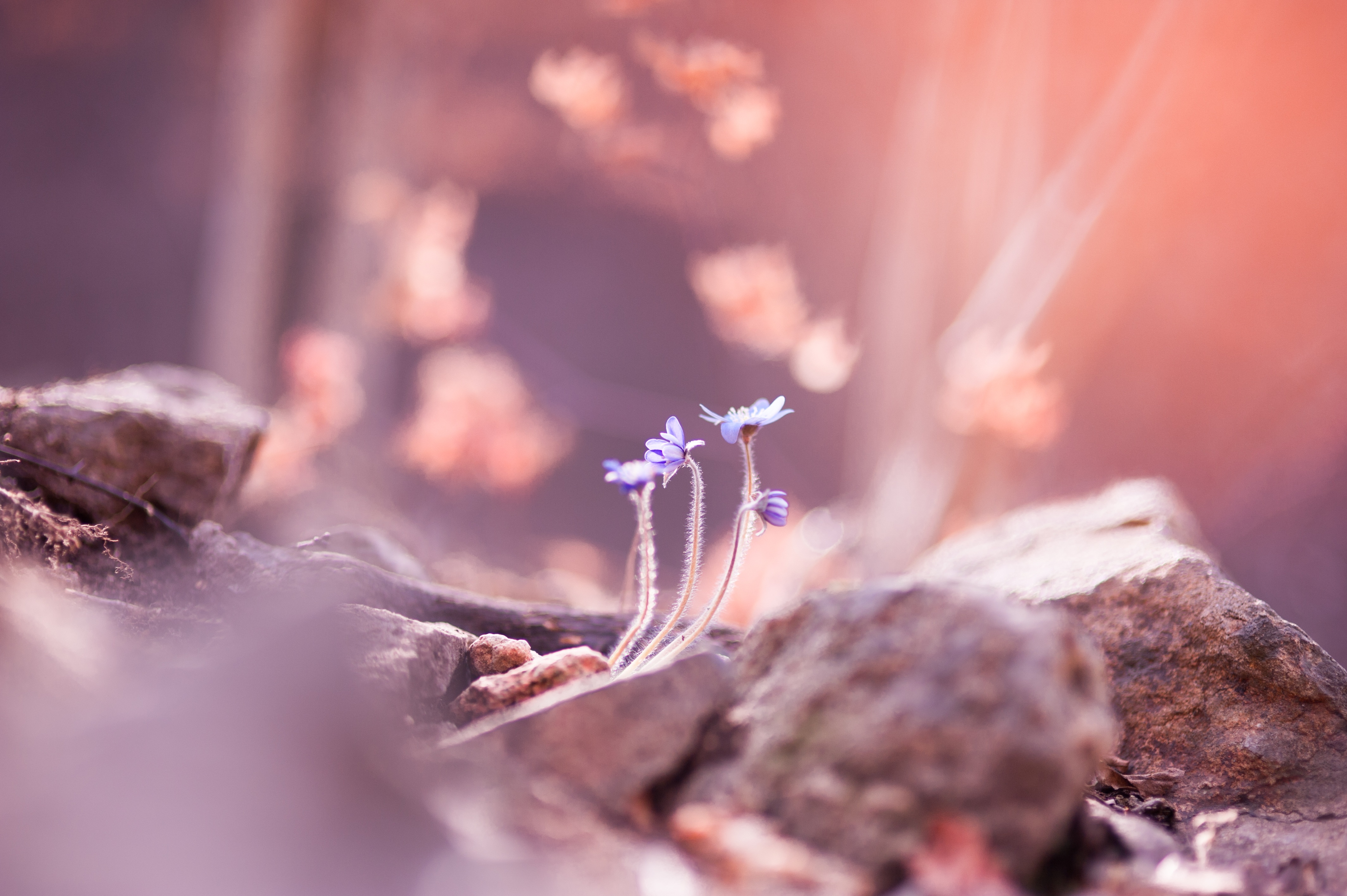 Обои цветы, камни, размытость, весна, flowers, stones, blur, spring разрешение 4256x2832 Загрузить