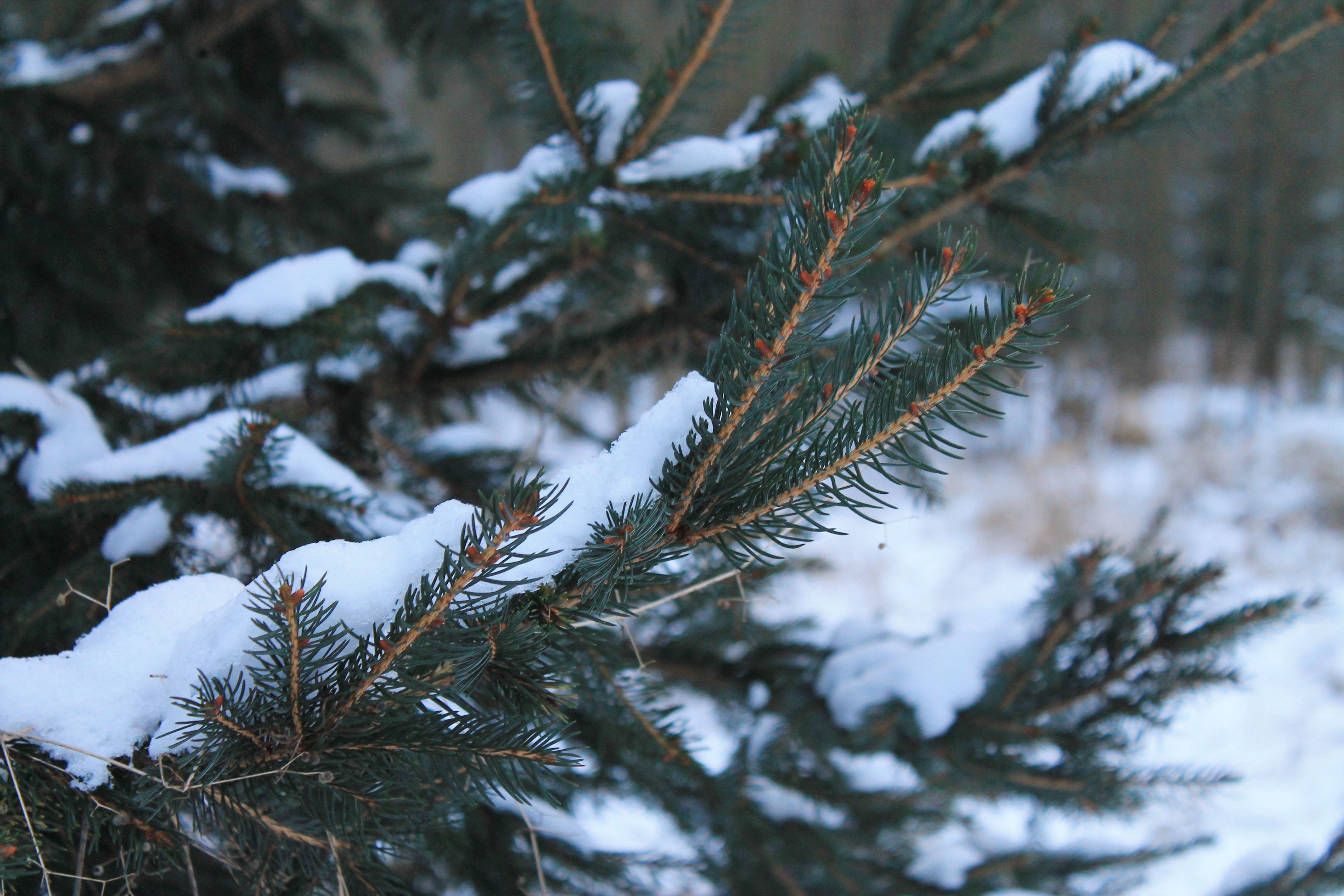Обои снег, хвоя, зима, ветки, snow, needles, winter, branches разрешение 4272x2848 Загрузить