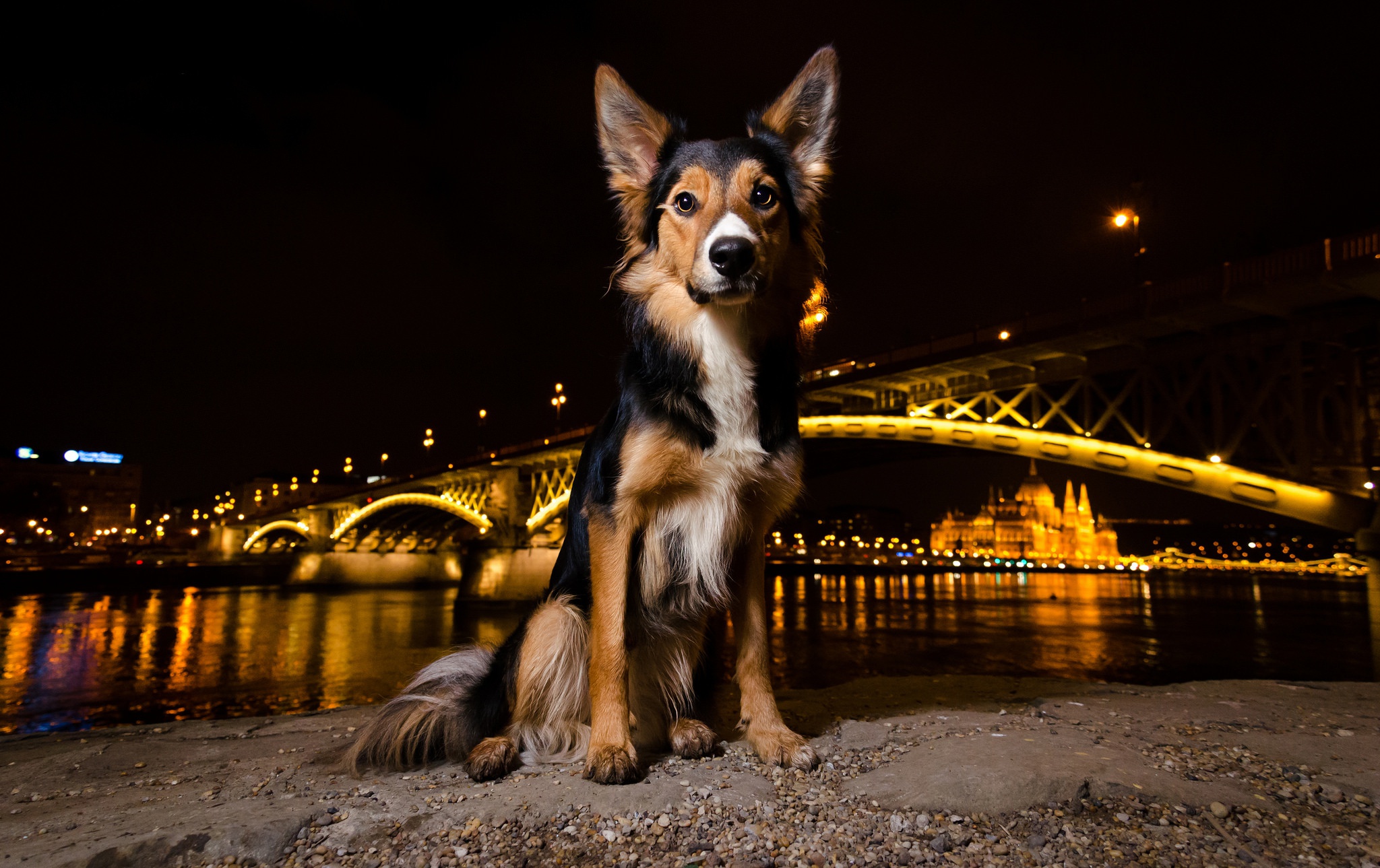 Гулять с собаками москва. Город собак. Собака ночью. Собака на фоне города. Собака в ночном городе.