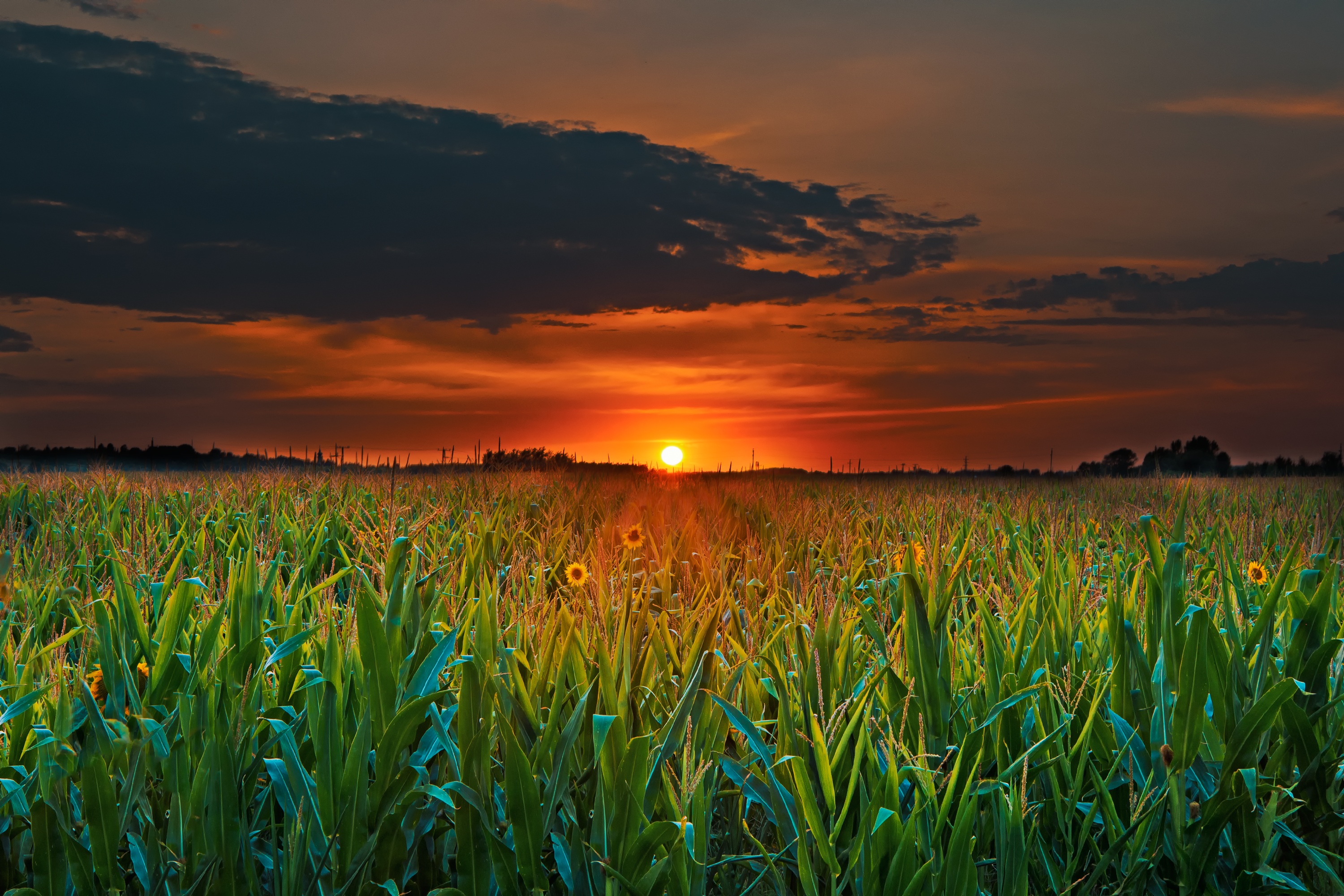 Обои облака, солнце, растения, закат, поле, горизонт, сумерки, clouds, the sun, plants, sunset, field, horizon, twilight разрешение 3000x2000 Загрузить