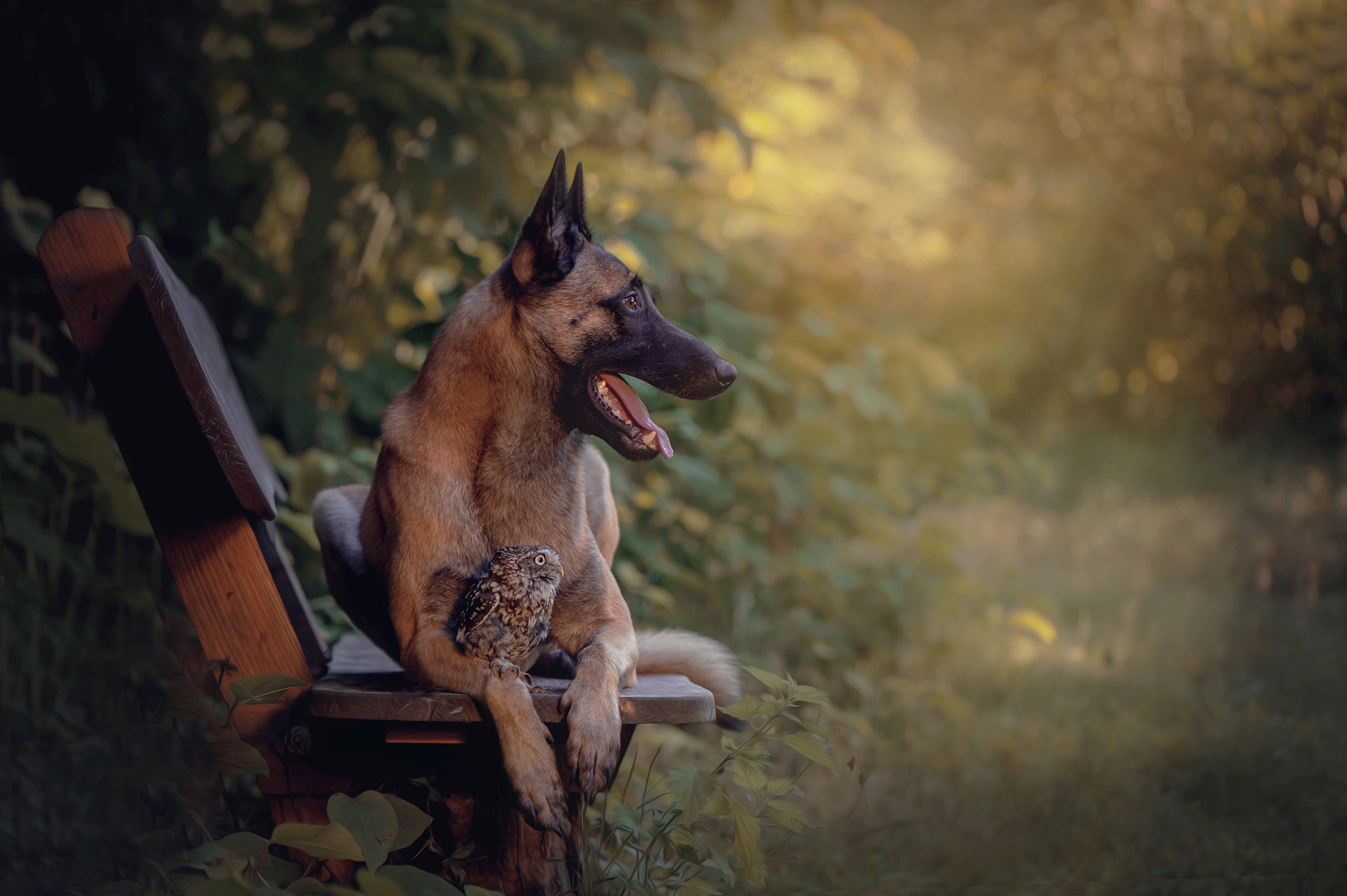 Обои сова, природа, собака, птица, животное, скамья, пес, овчарка, tanja brandt, owl, nature, dog, bird, animal, bench, shepherd разрешение 2048x1363 Загрузить