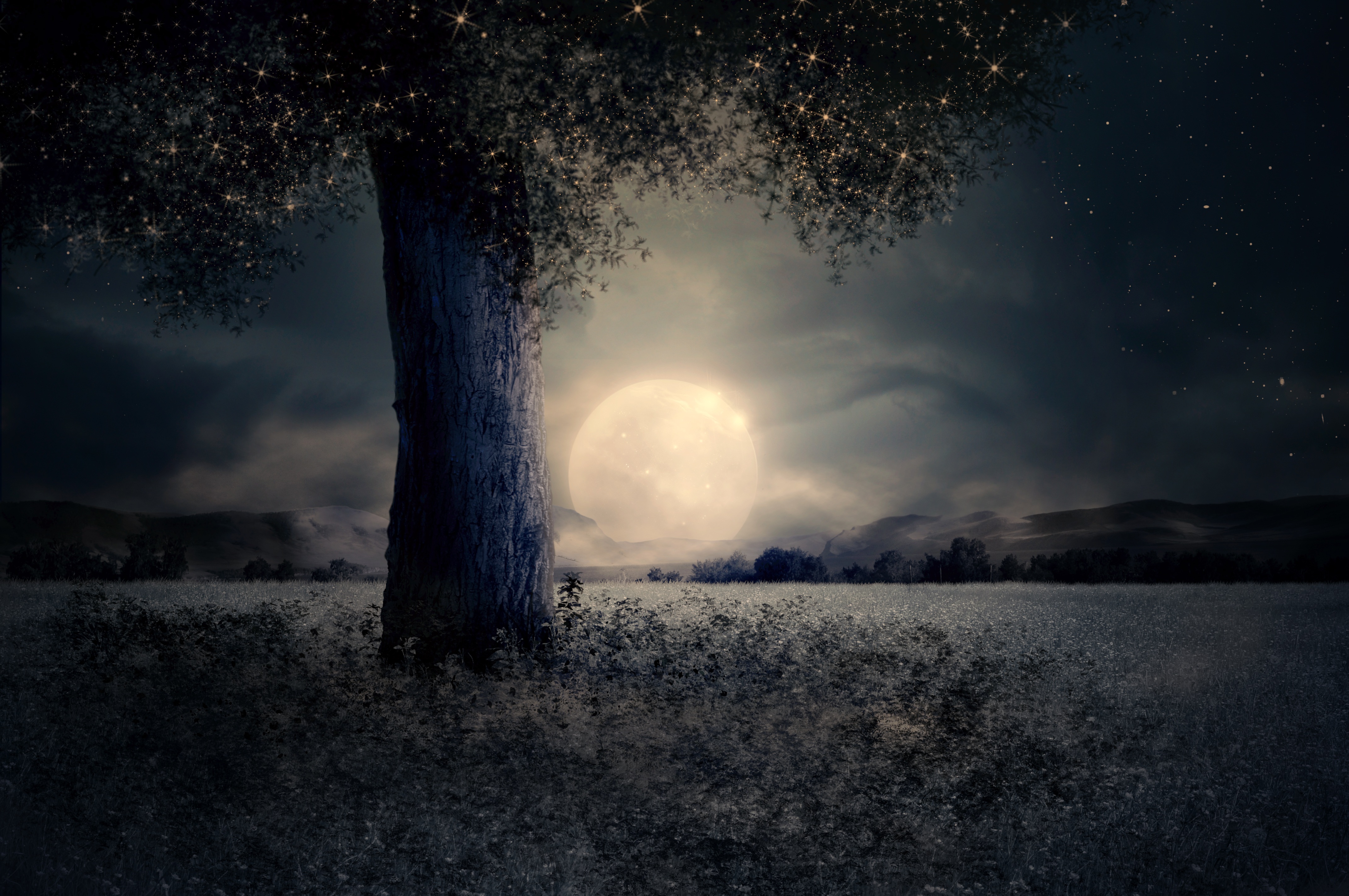 Ночной лес при свете Луны