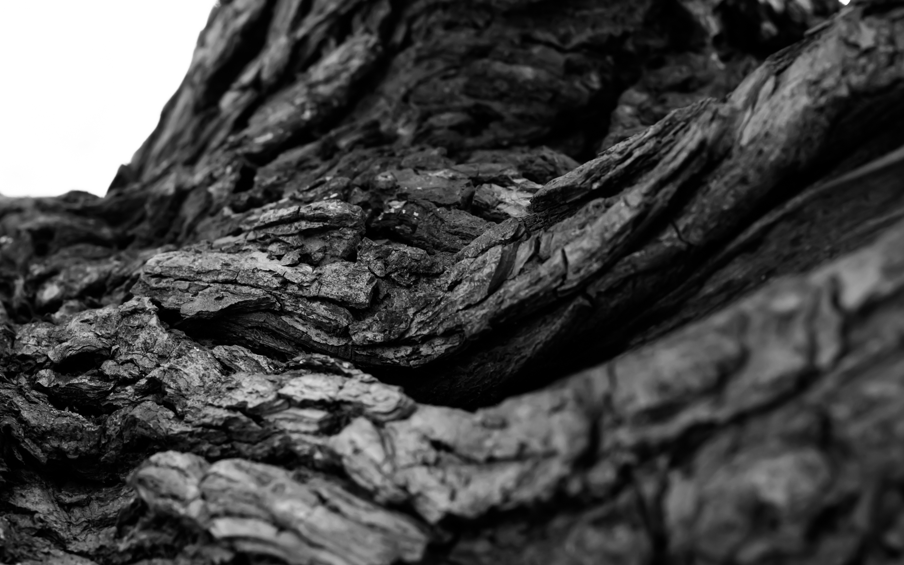 Обои дерево, макро, чёрно-белое, кора, tree, macro, black and white, bark разрешение 2880x1800 Загрузить