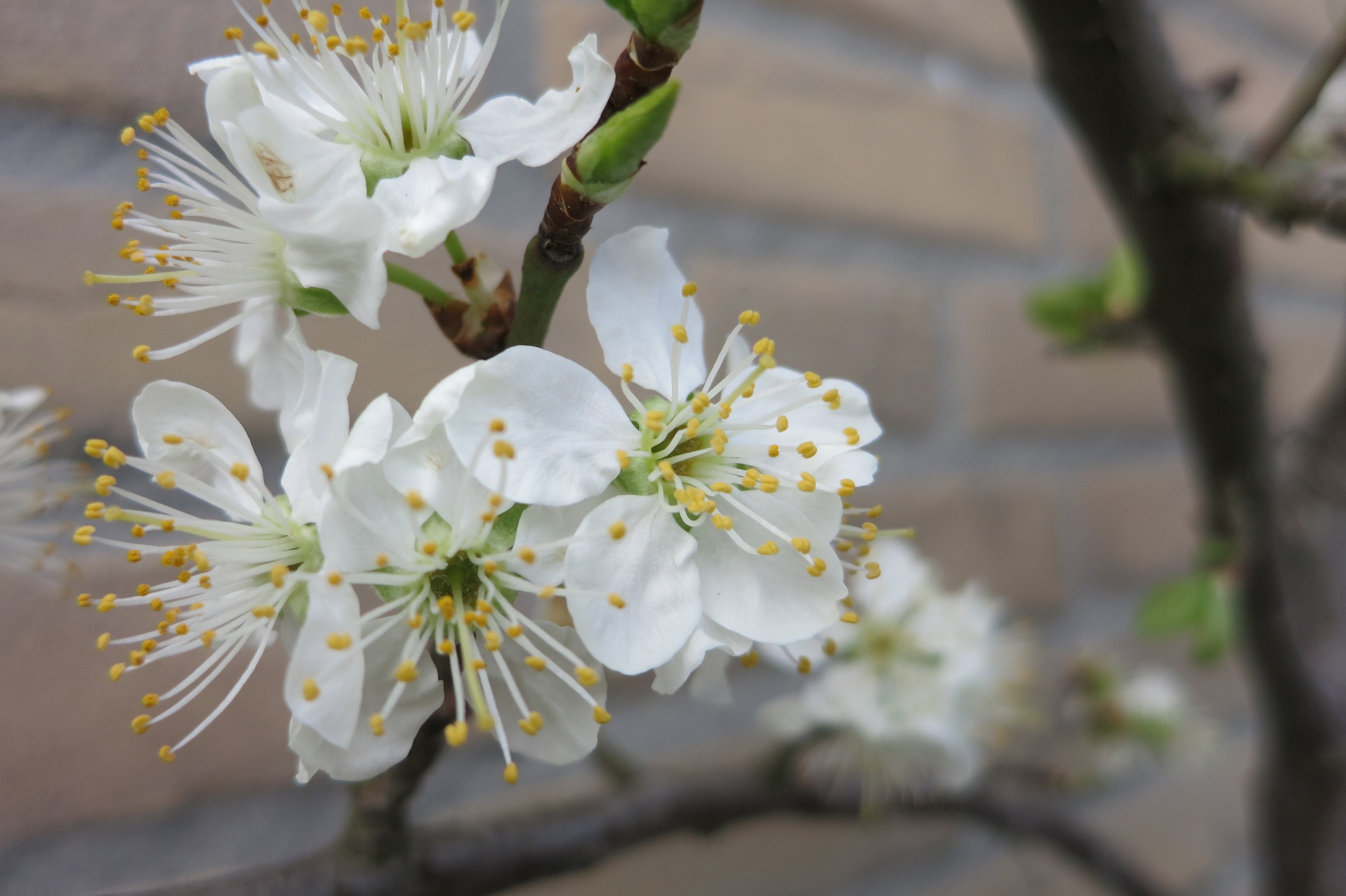 White blossoms