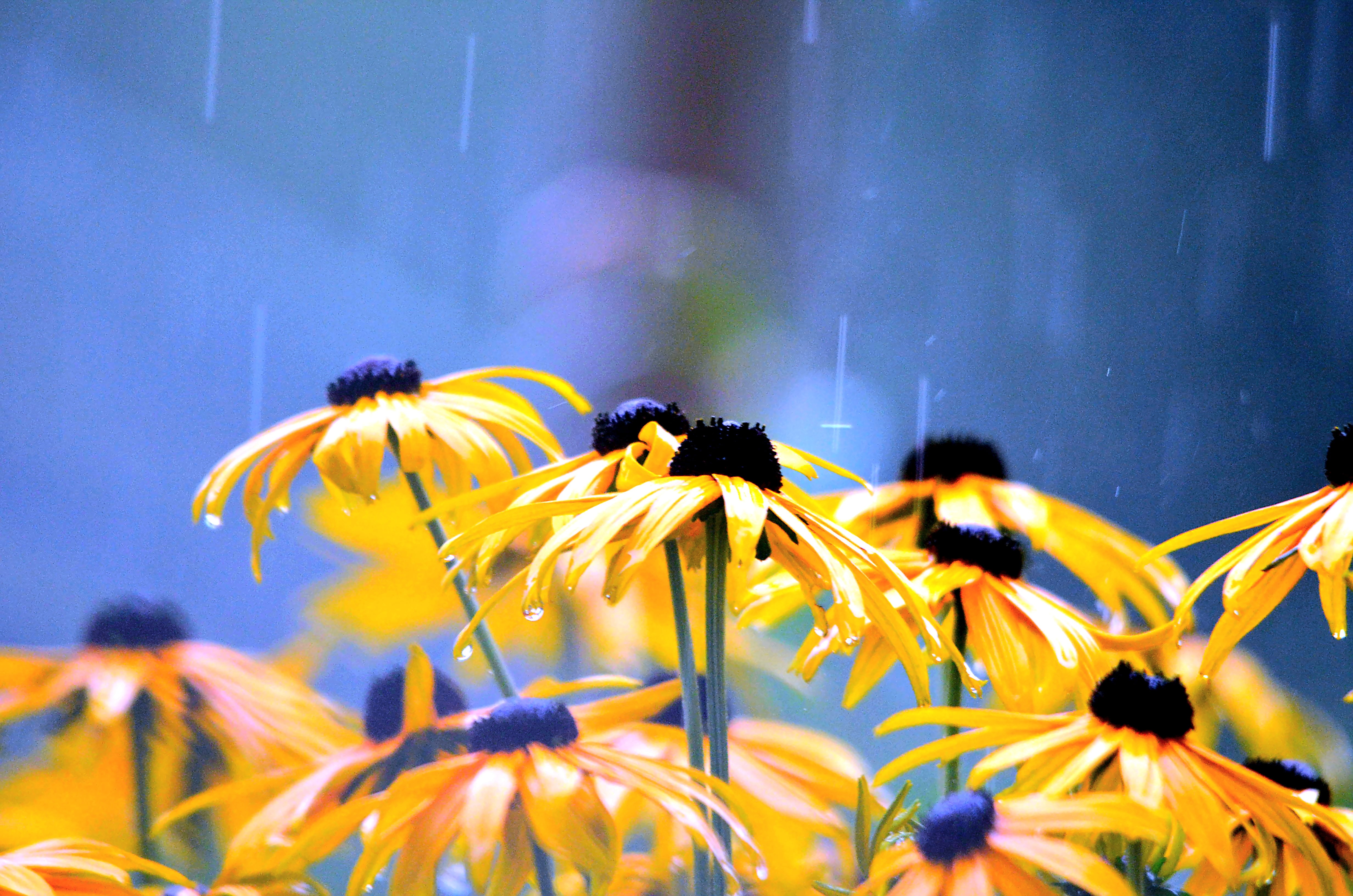 Обои цветы, лепестки, дождь, желтые, капли воды, рудбекия, flowers, petals, rain, yellow, water drops, rudbeckia разрешение 4928x3264 Загрузить