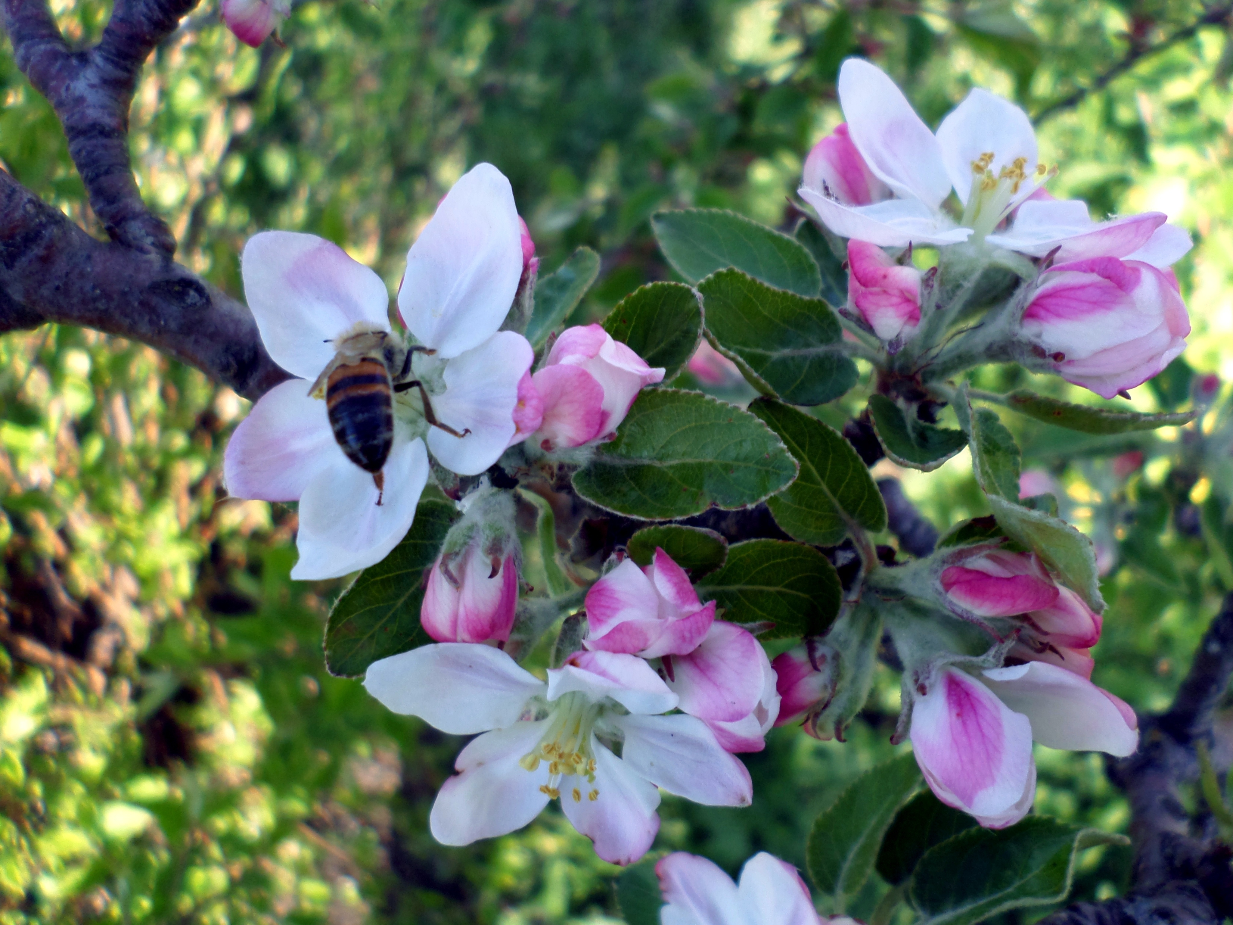 Обои дерево, цветение, насекомое, весна, яблоня, пчела, tree, flowering, insect, spring, apple, bee разрешение 4096x3072 Загрузить