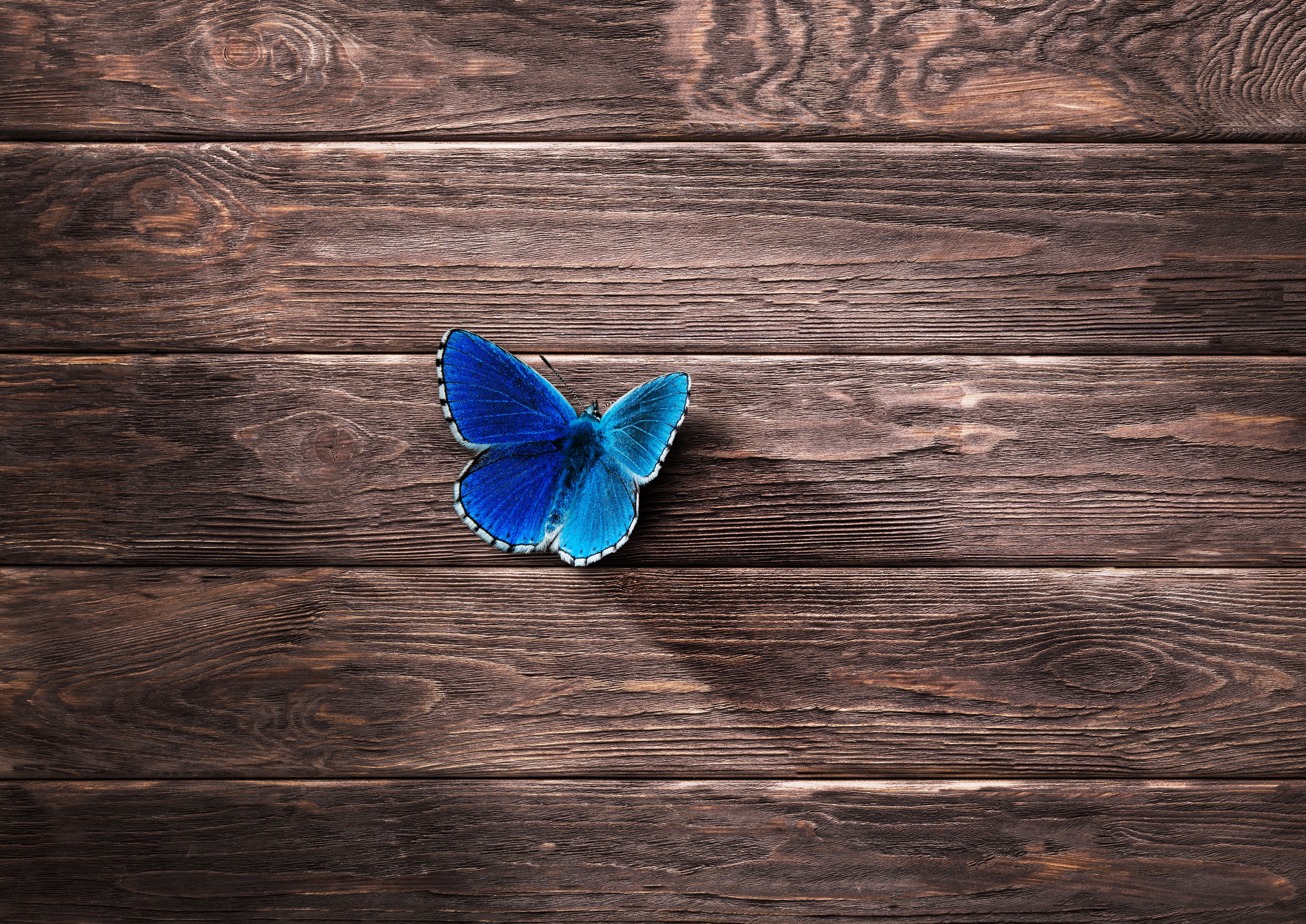 Обои насекомое, бабочка, крылья, поверхность, деревянный, insect, butterfly, wings, surface, wooden разрешение 7022x4967 Загрузить