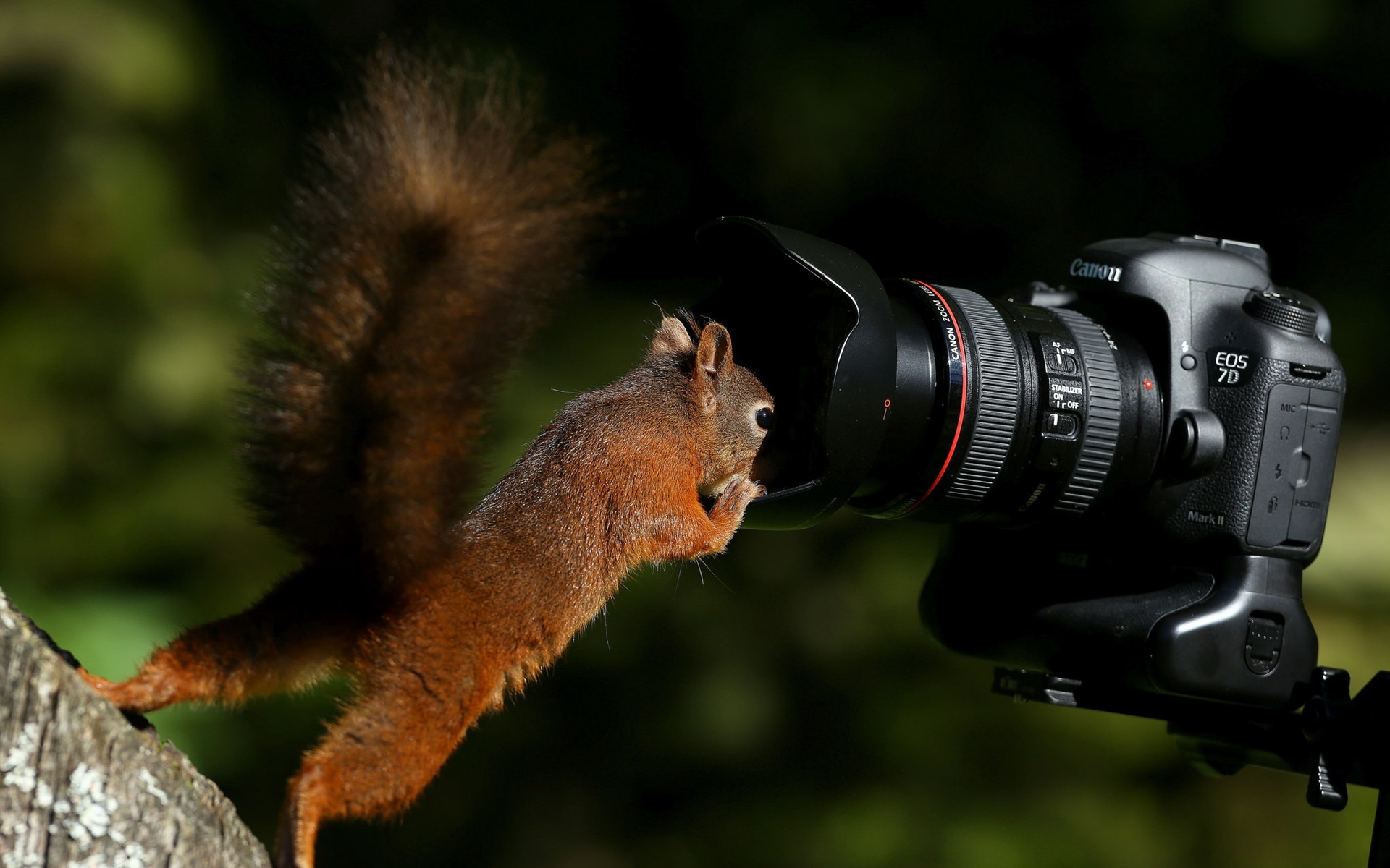 Обои фотоаппарат, белка, камера, любопытство, хвост, белочка, the camera, protein, camera, curiosity, tail, squirrel разрешение 1920x1200 Загрузить