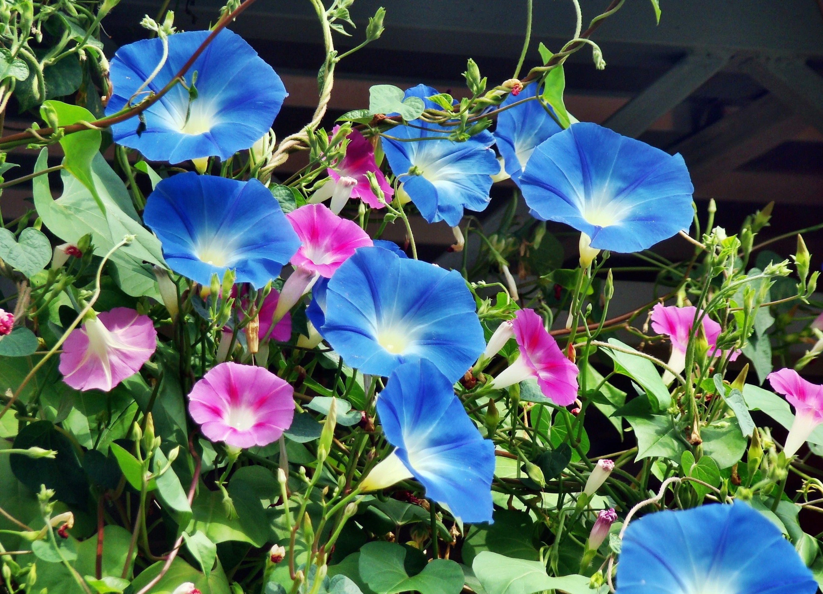 Обои цветы, листья, лепестки, крупный план, вьюнок, flowers, leaves, petals, close-up, bindweed разрешение 2620x1890 Загрузить