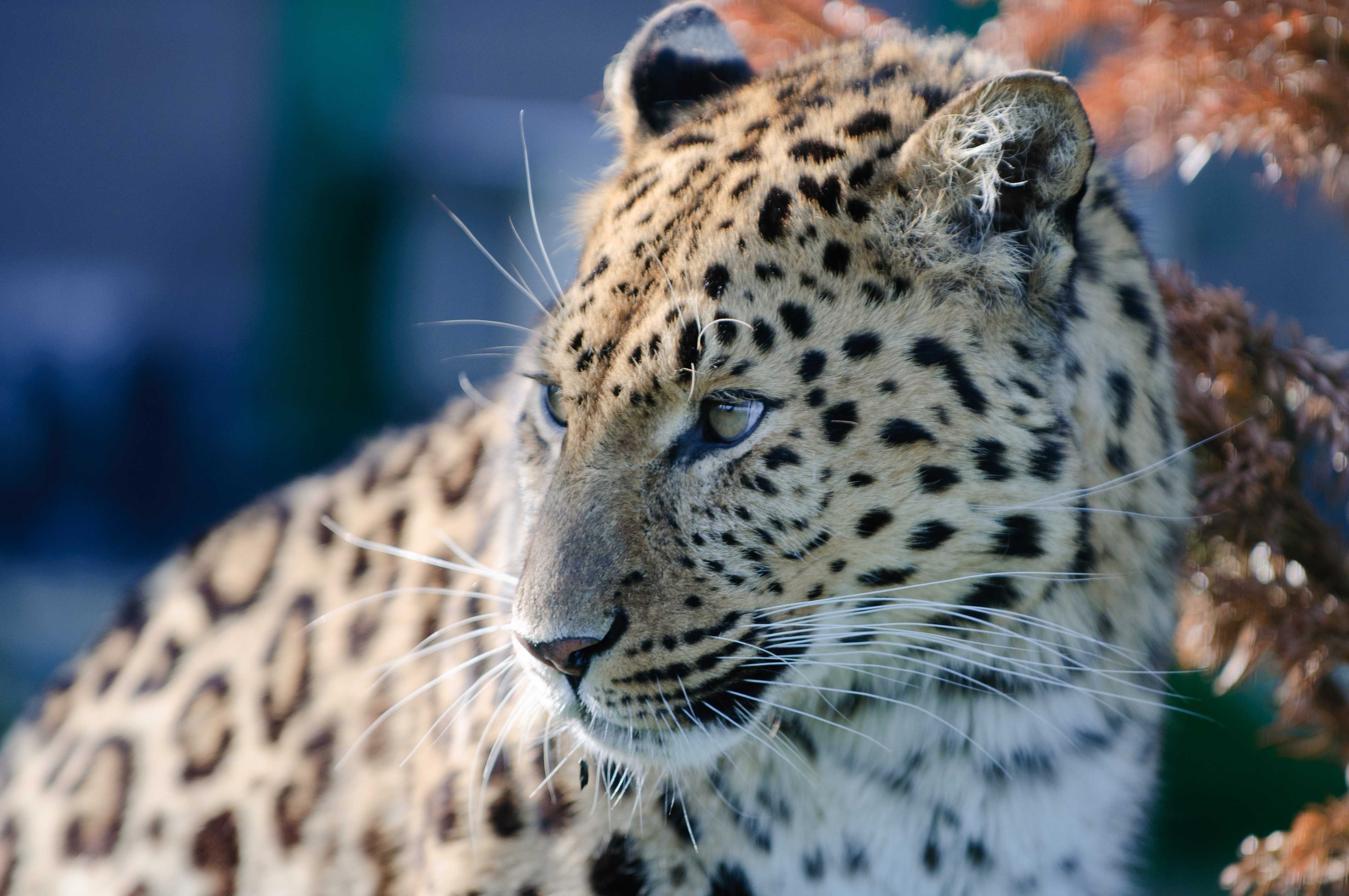 Обои морда, взгляд, леопард, хищник, дикая кошка, амурский леопард, face, look, leopard, predator, wild cat, the amur leopard разрешение 4288x2848 Загрузить