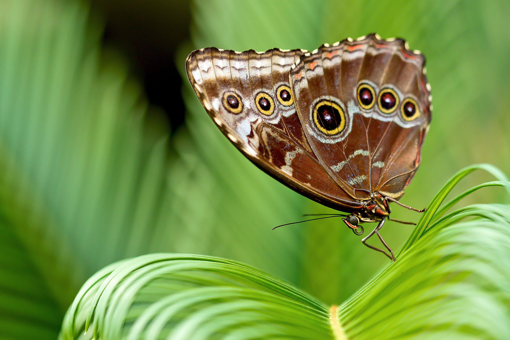 Обои листья, насекомое, бабочка, крылья, растение, leaves, insect, butterfly, wings, plant разрешение 2048x1365 Загрузить