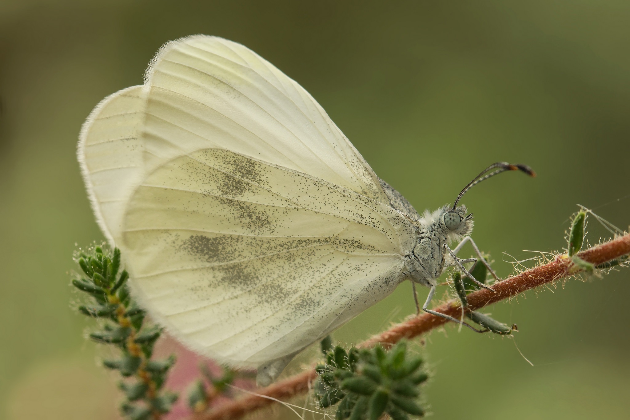 Обои макро, насекомое, бабочка, крылья, растение, белянка, macro, insect, butterfly, wings, plant, belyanka разрешение 2048x1365 Загрузить