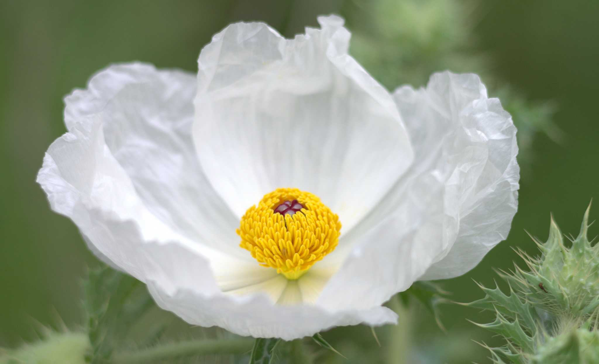 Обои макро, цветок, лепестки, белый, анемон, macro, flower, petals, white, anemone разрешение 2048x1245 Загрузить