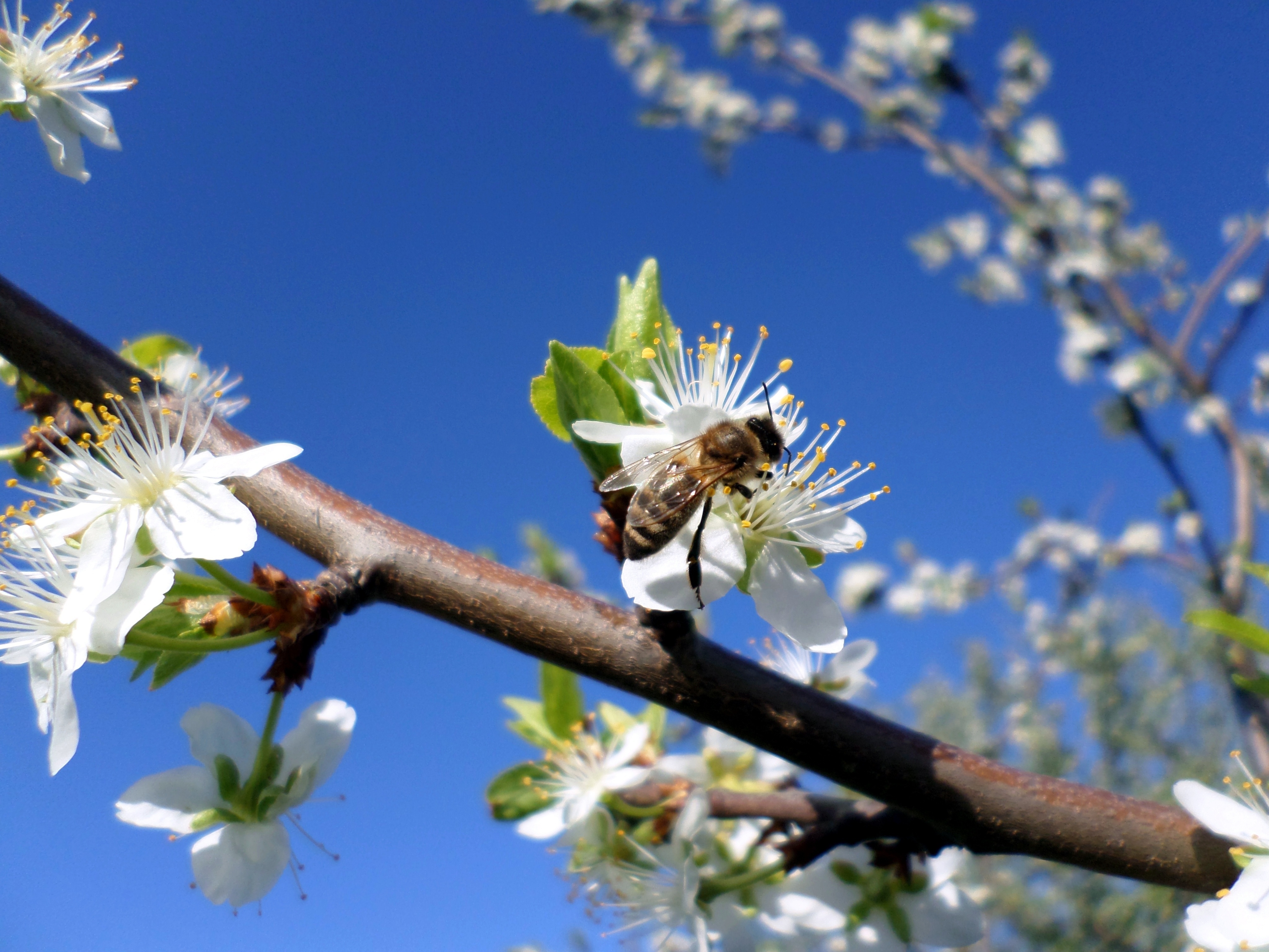 Обои небо, ветка, цветение, насекомое, весна, пчела, слива, the sky, branch, flowering, insect, spring, bee, drain разрешение 4096x3072 Загрузить